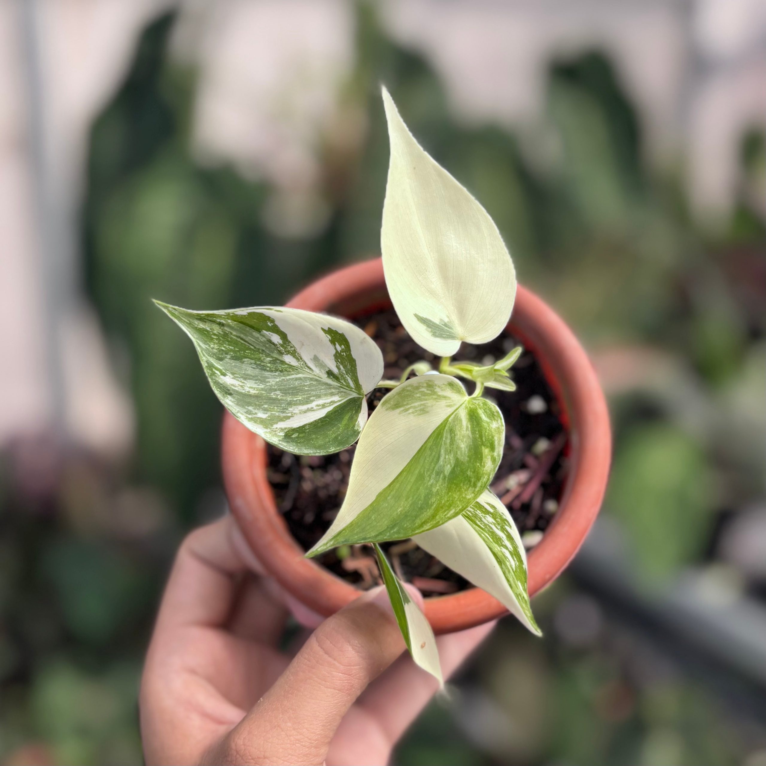Philodendron hederaceum albo variegated - Image 4