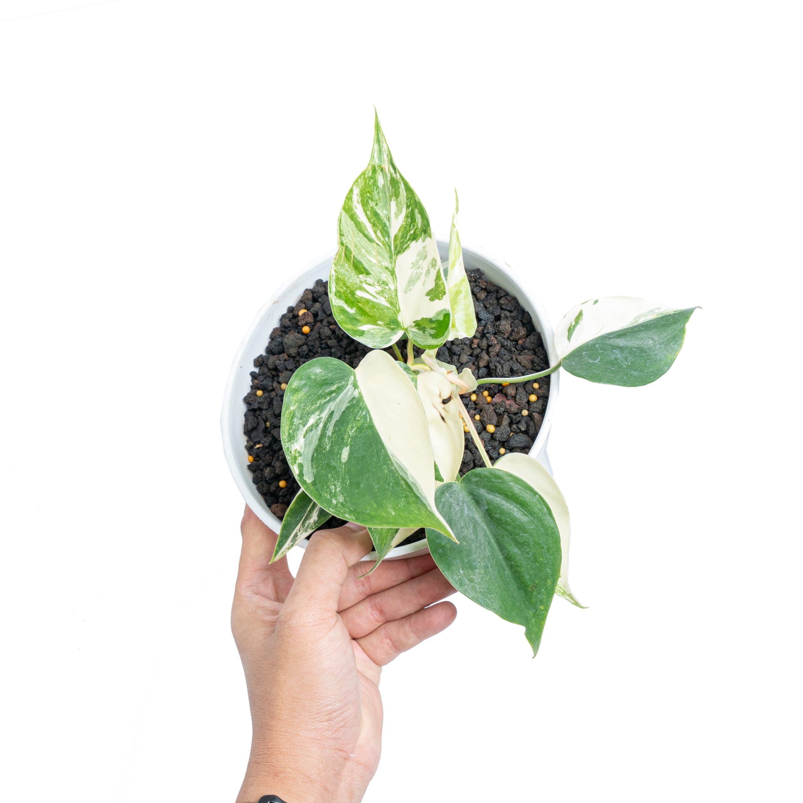 Philodendron hederaceum albo variegated - Image 5