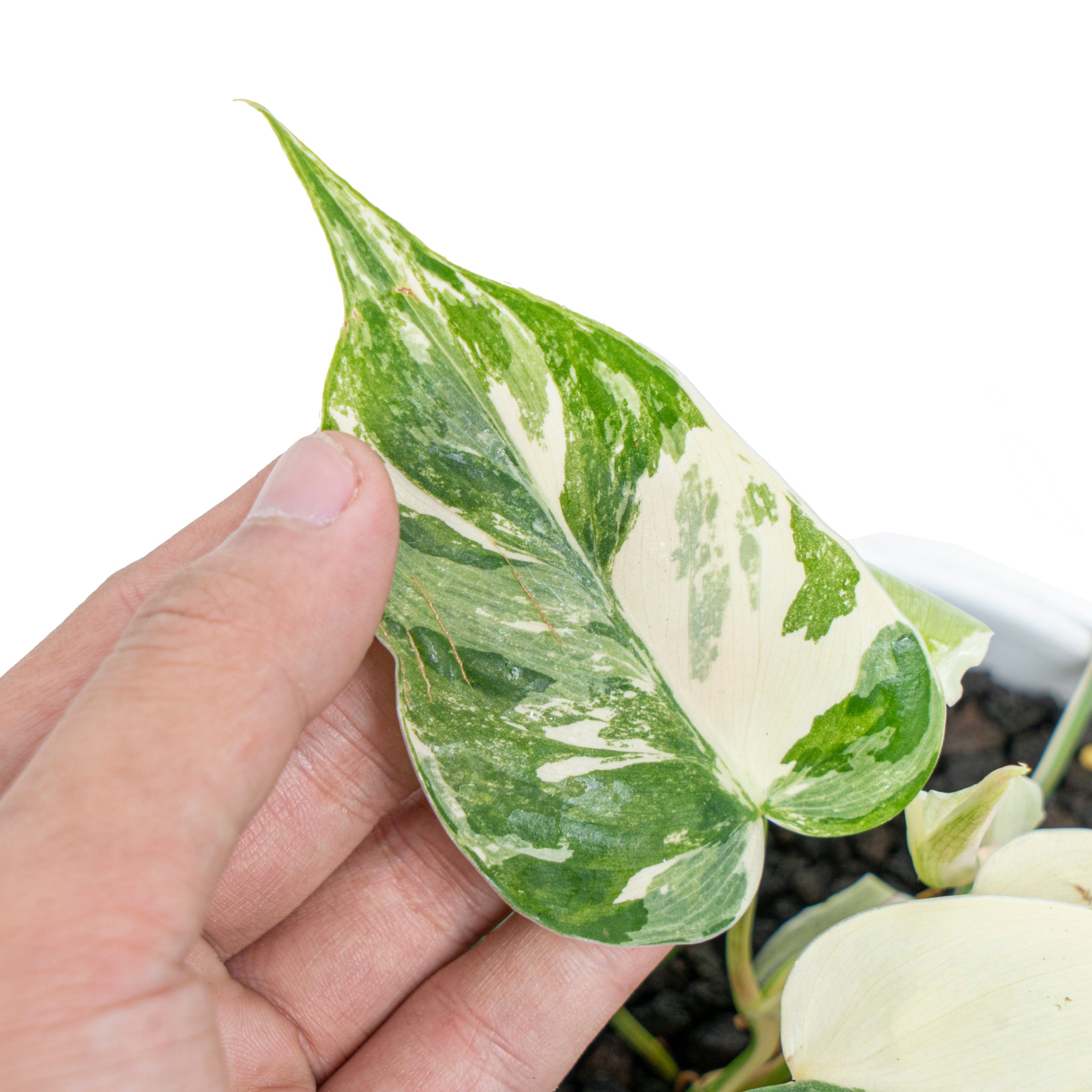 Philodendron hederaceum albo variegated - Image 6