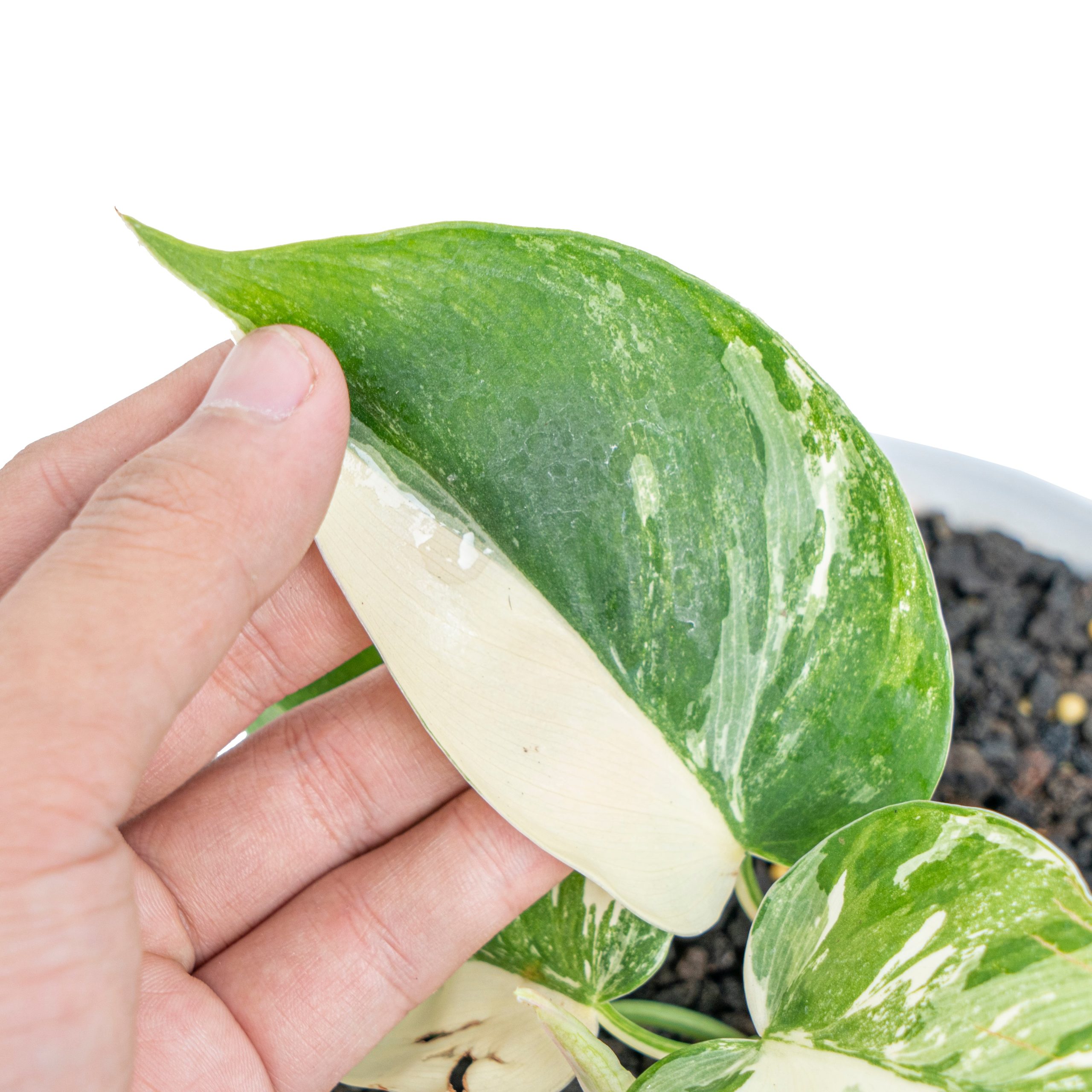 Philodendron hederaceum albo variegated - Image 7
