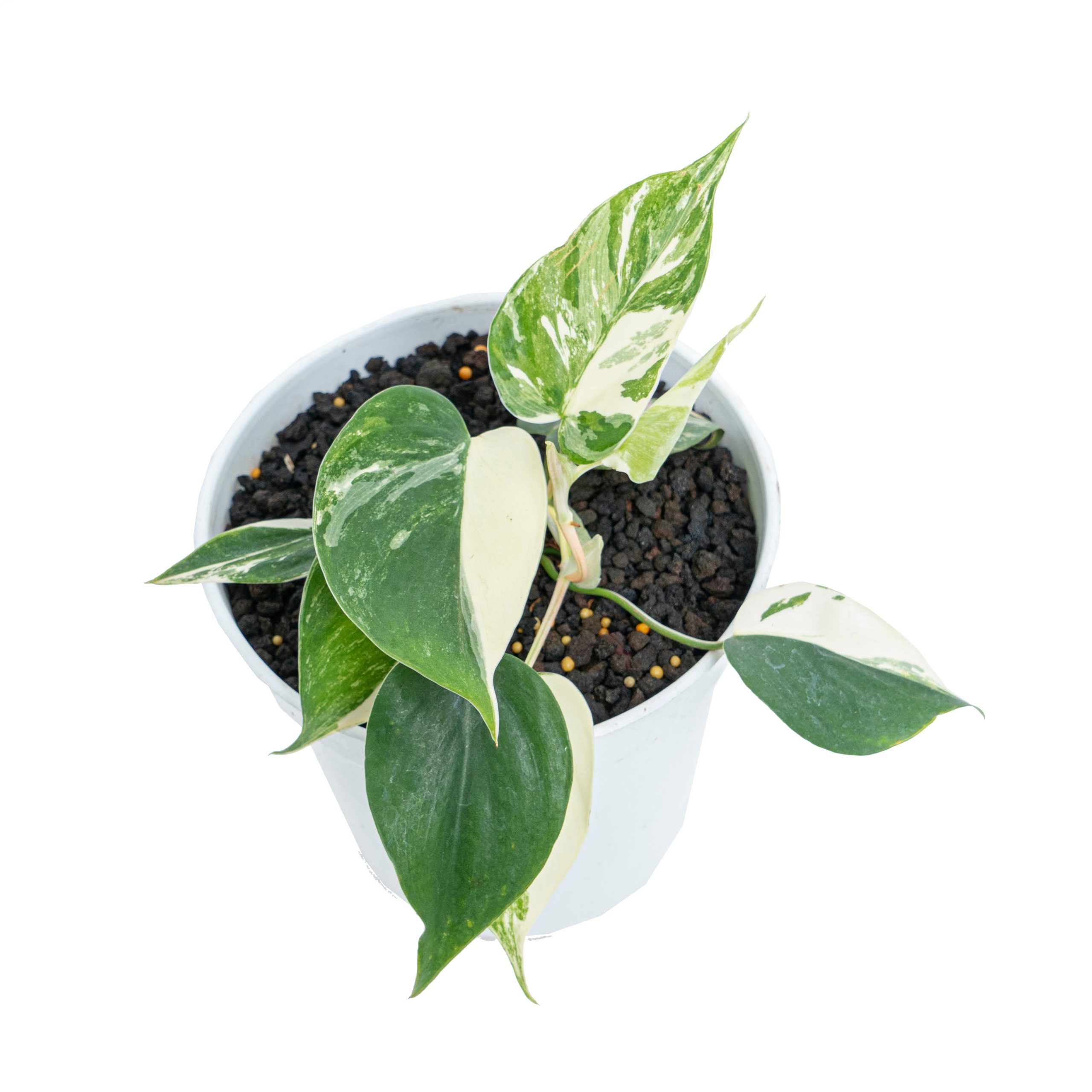 Philodendron hederaceum albo variegated - Image 8