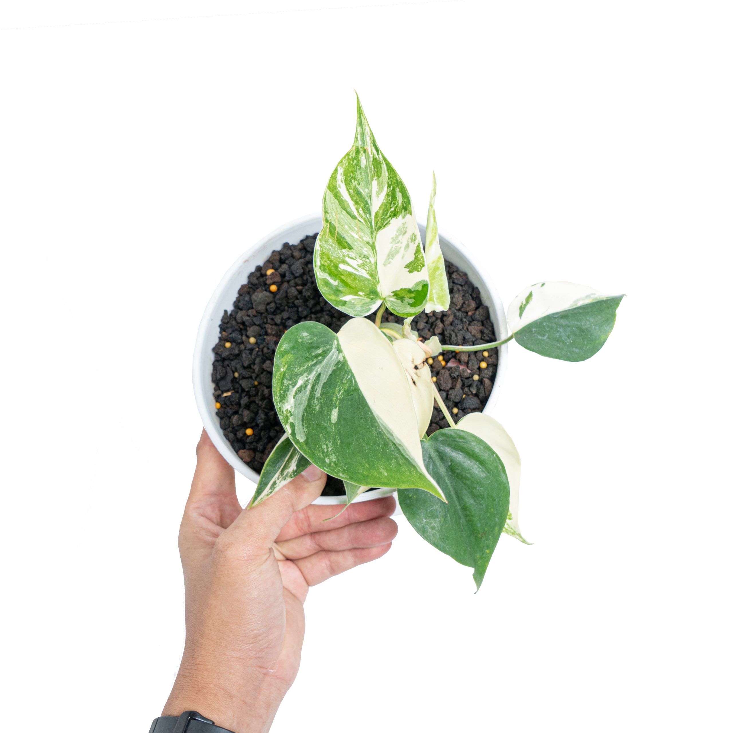 Philodendron hederaceum albo variegated - Image 9