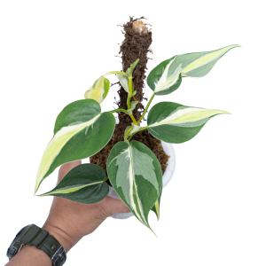 Philodendron Cream Splash