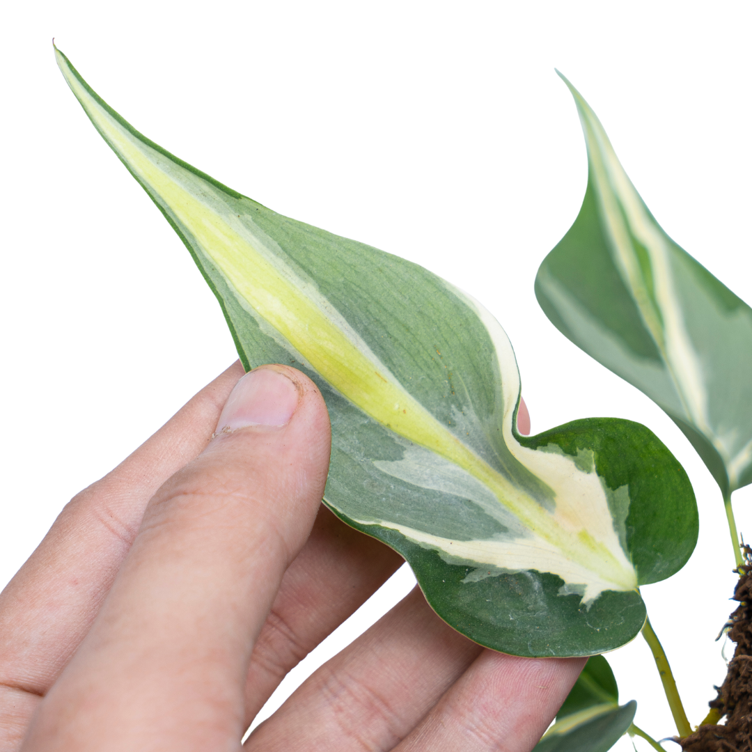 Philodendron Cream Splash - Image 2