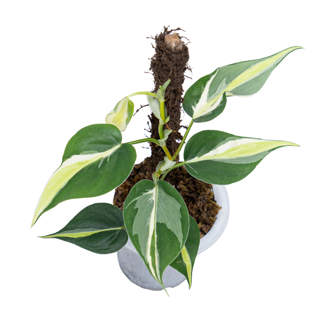 Philodendron Cream Splash - Image 3