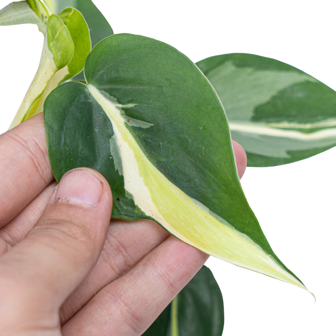 Philodendron Cream Splash - Image 4