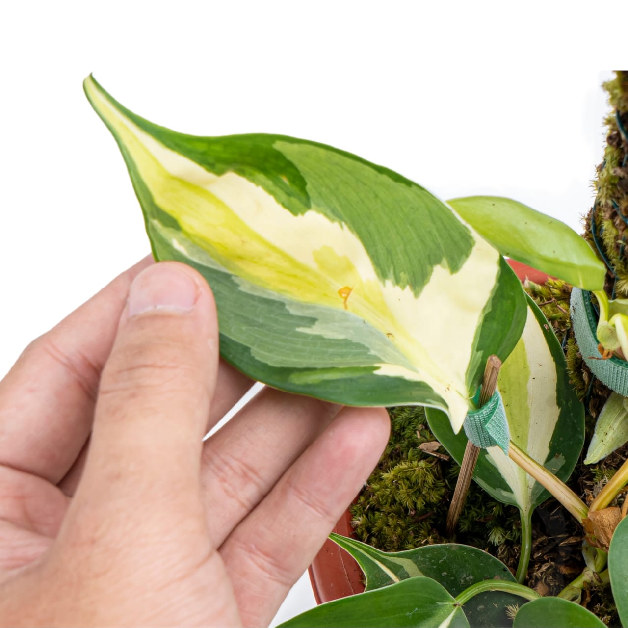 Philodendron Cream Splash - Image 5
