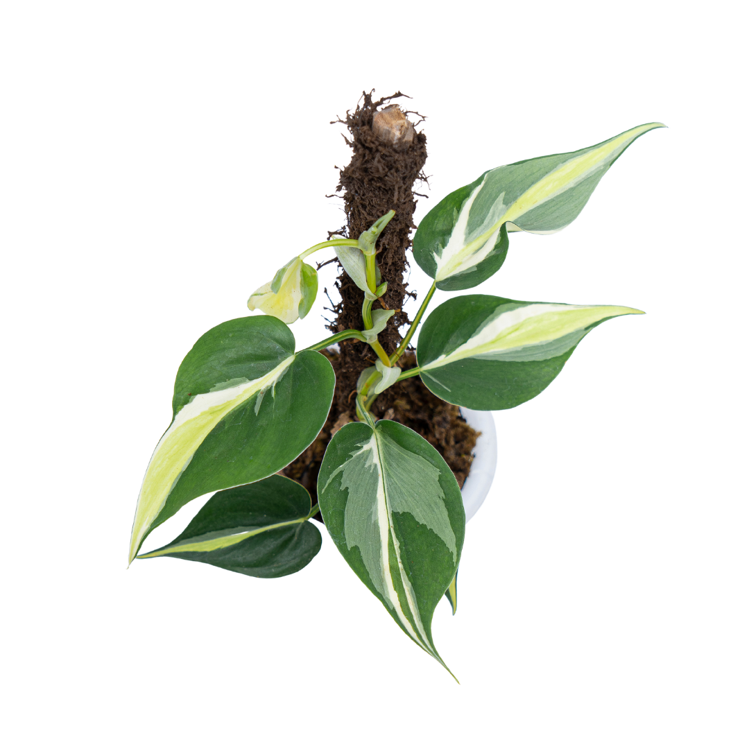 Philodendron Cream Splash - Image 6