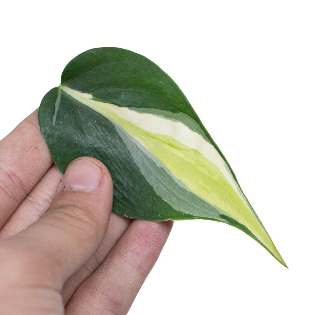 Philodendron Cream Splash - Image 7