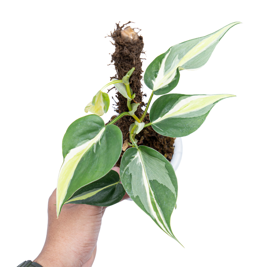 Philodendron Cream Splash - Image 8