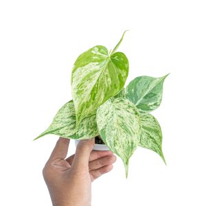 Philodendron hederaceum variegated