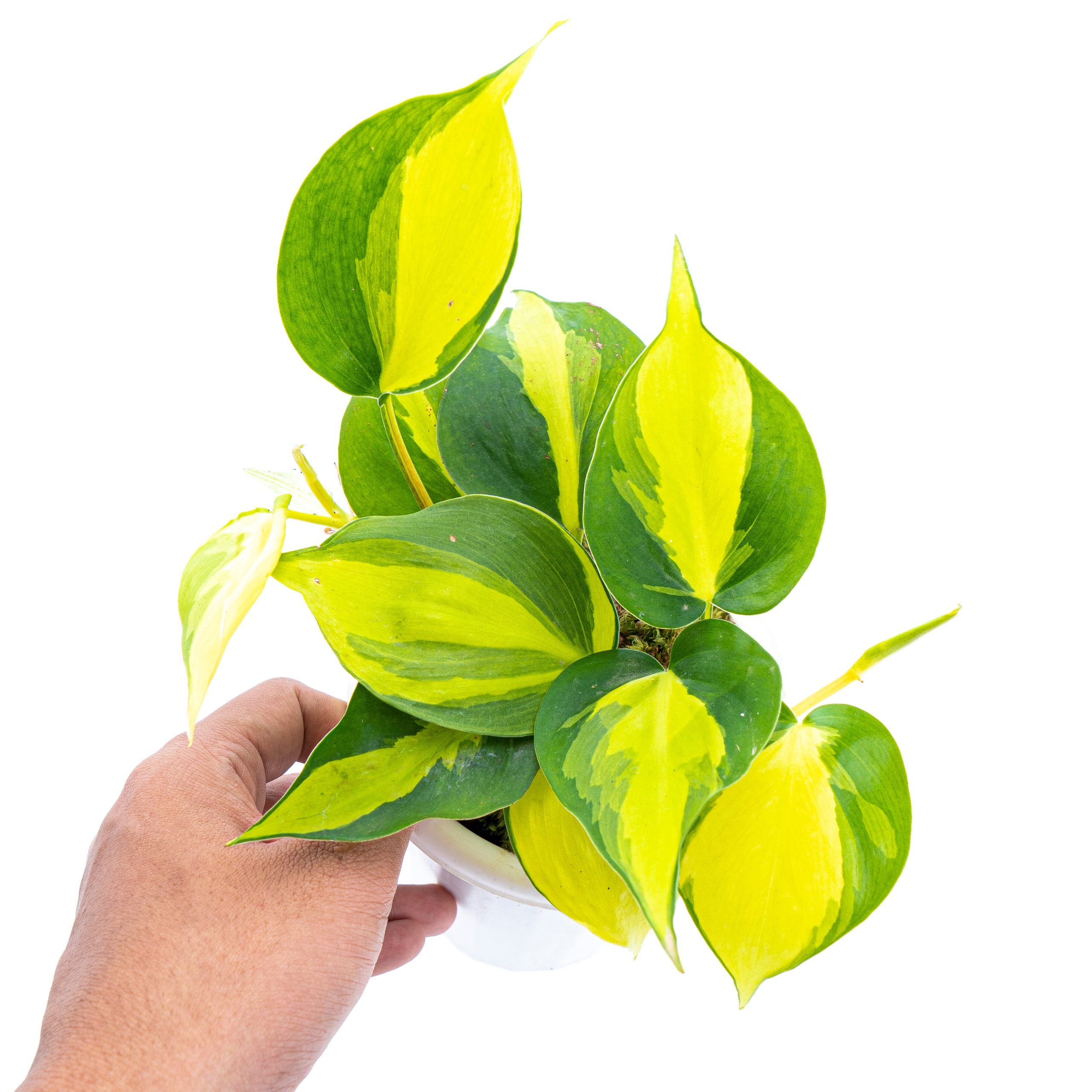 Philodendron Hederaceum Variegated - Brasil - Image 2
