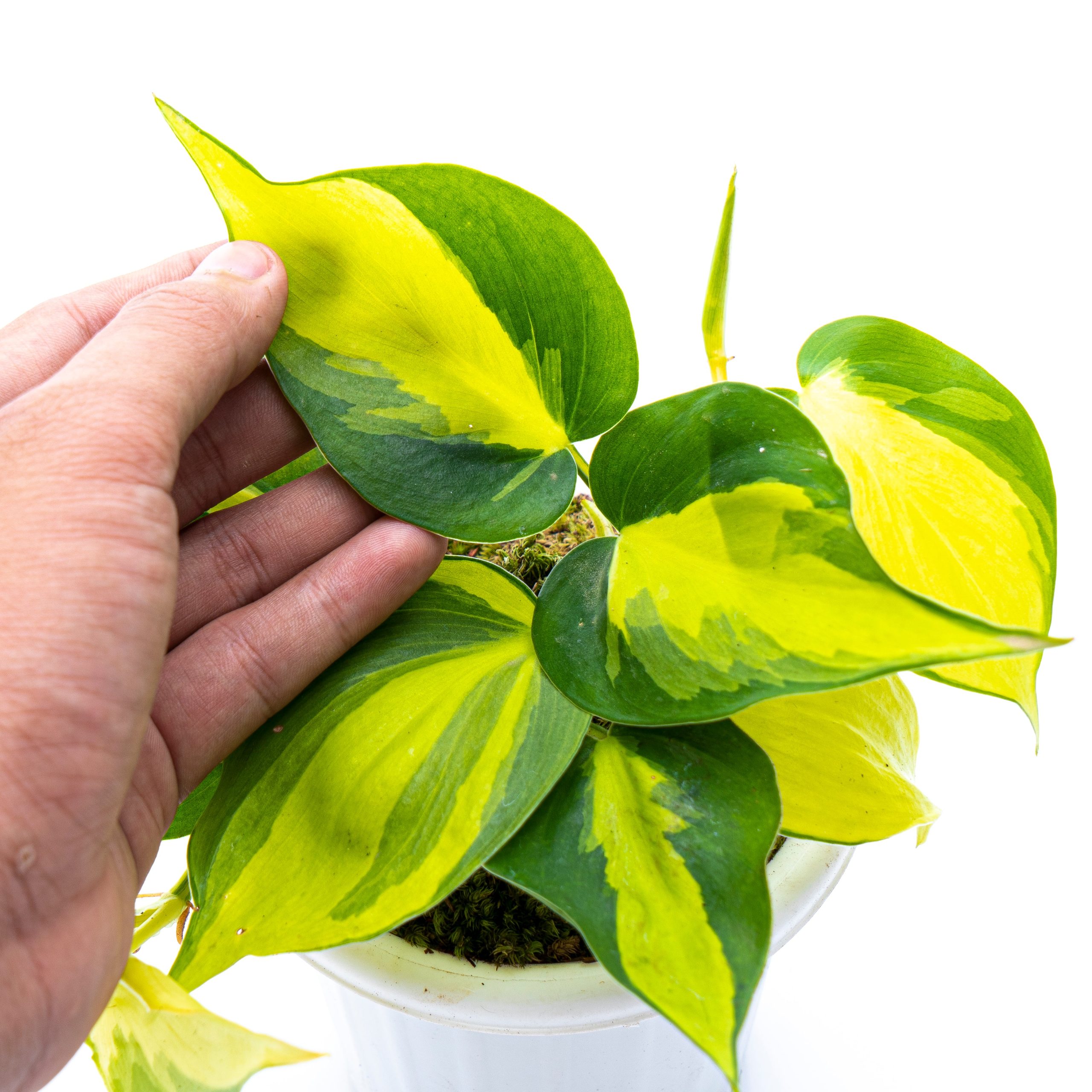 Philodendron Hederaceum Variegated - Brasil - Image 3