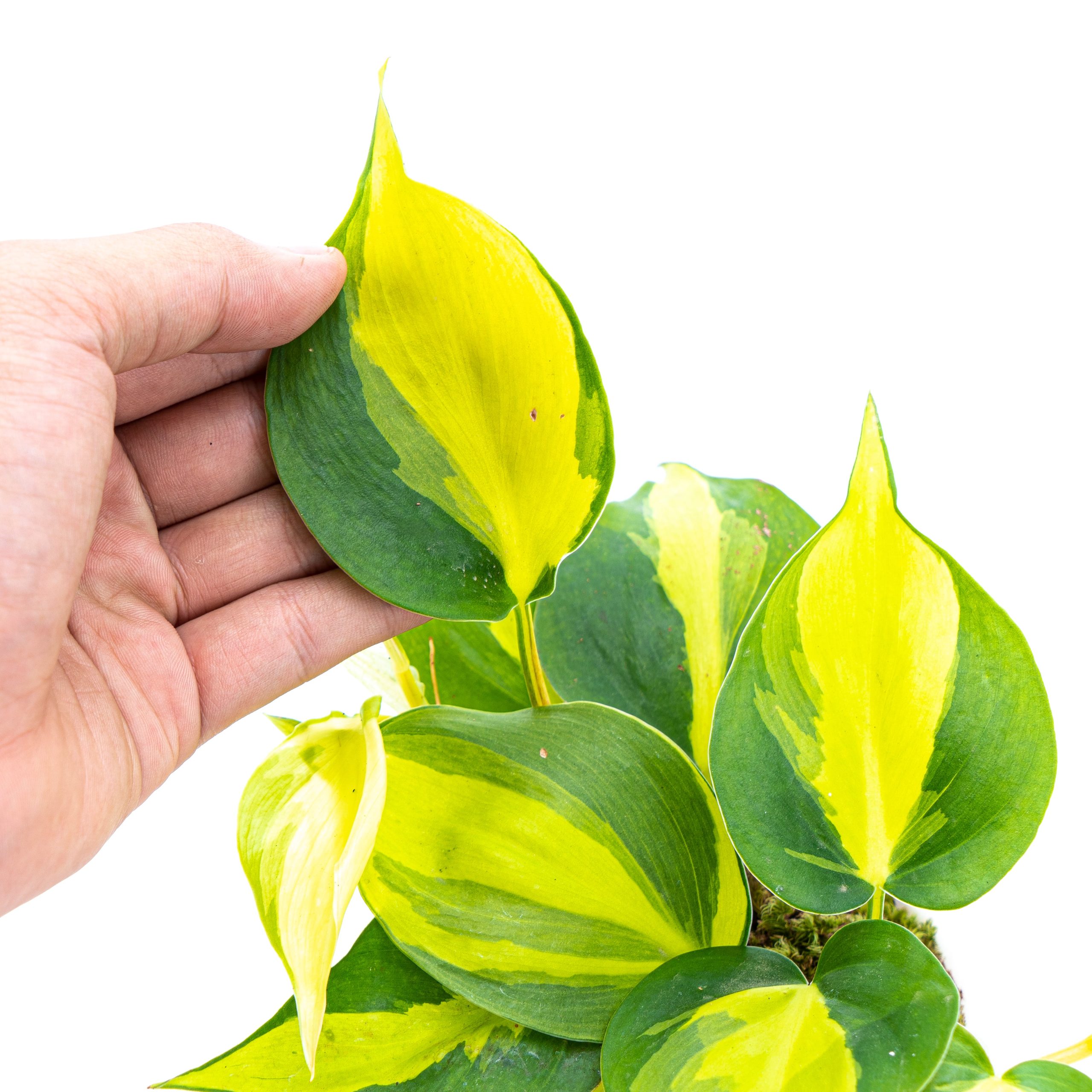 Philodendron Hederaceum Variegated - Brasil - Image 4