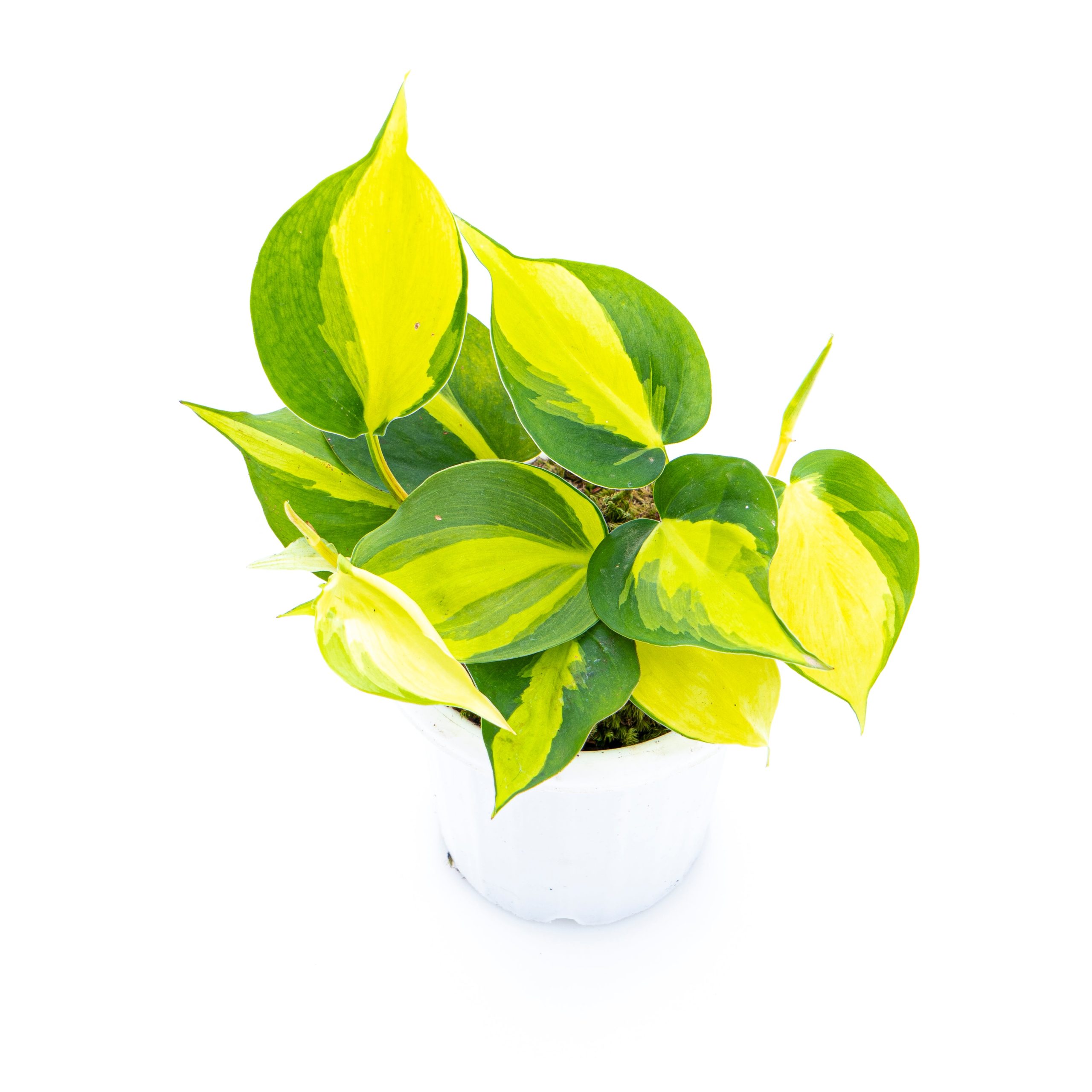 Philodendron Hederaceum Variegated - Brasil - Image 5