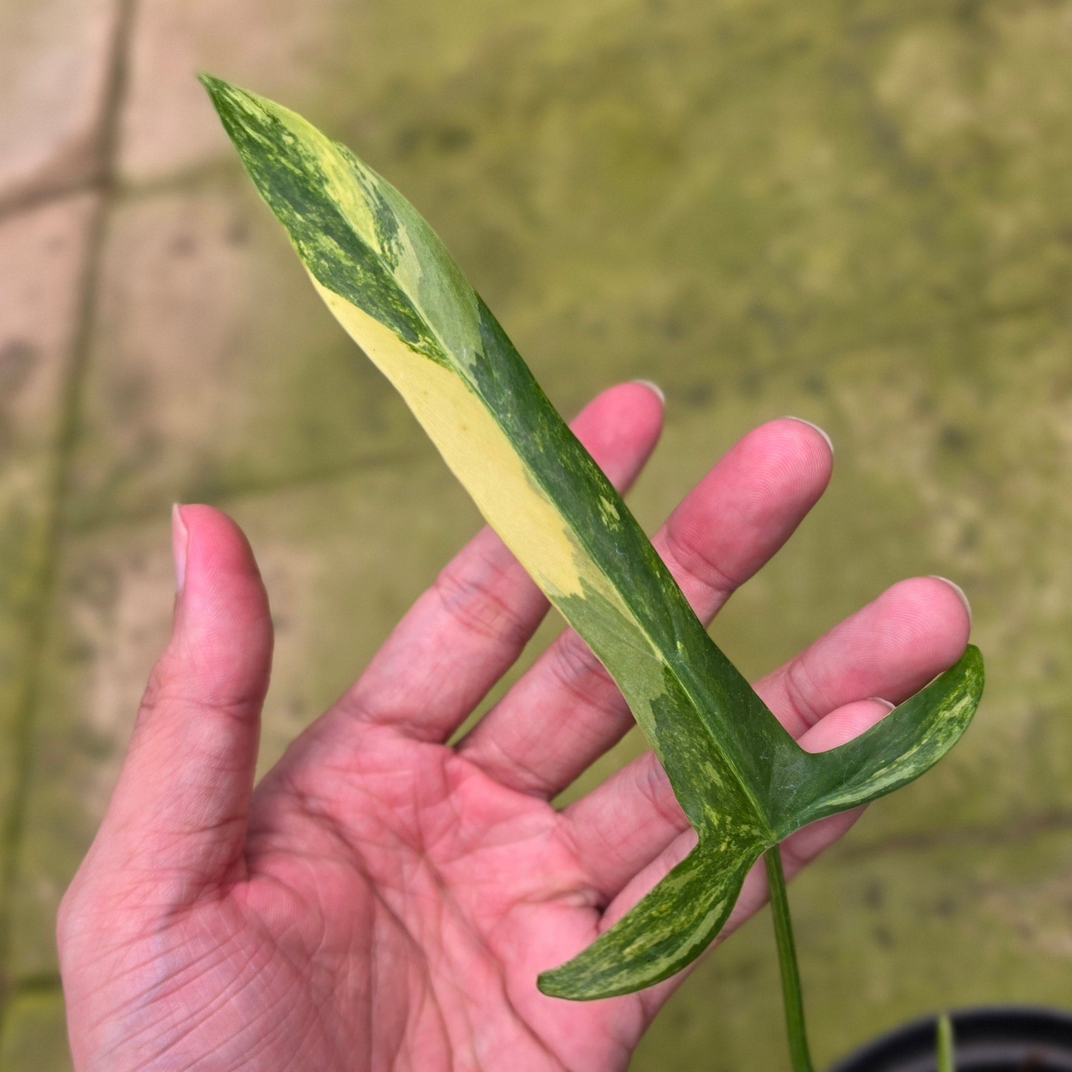 Philodendron holtonianum variegated - Image 2