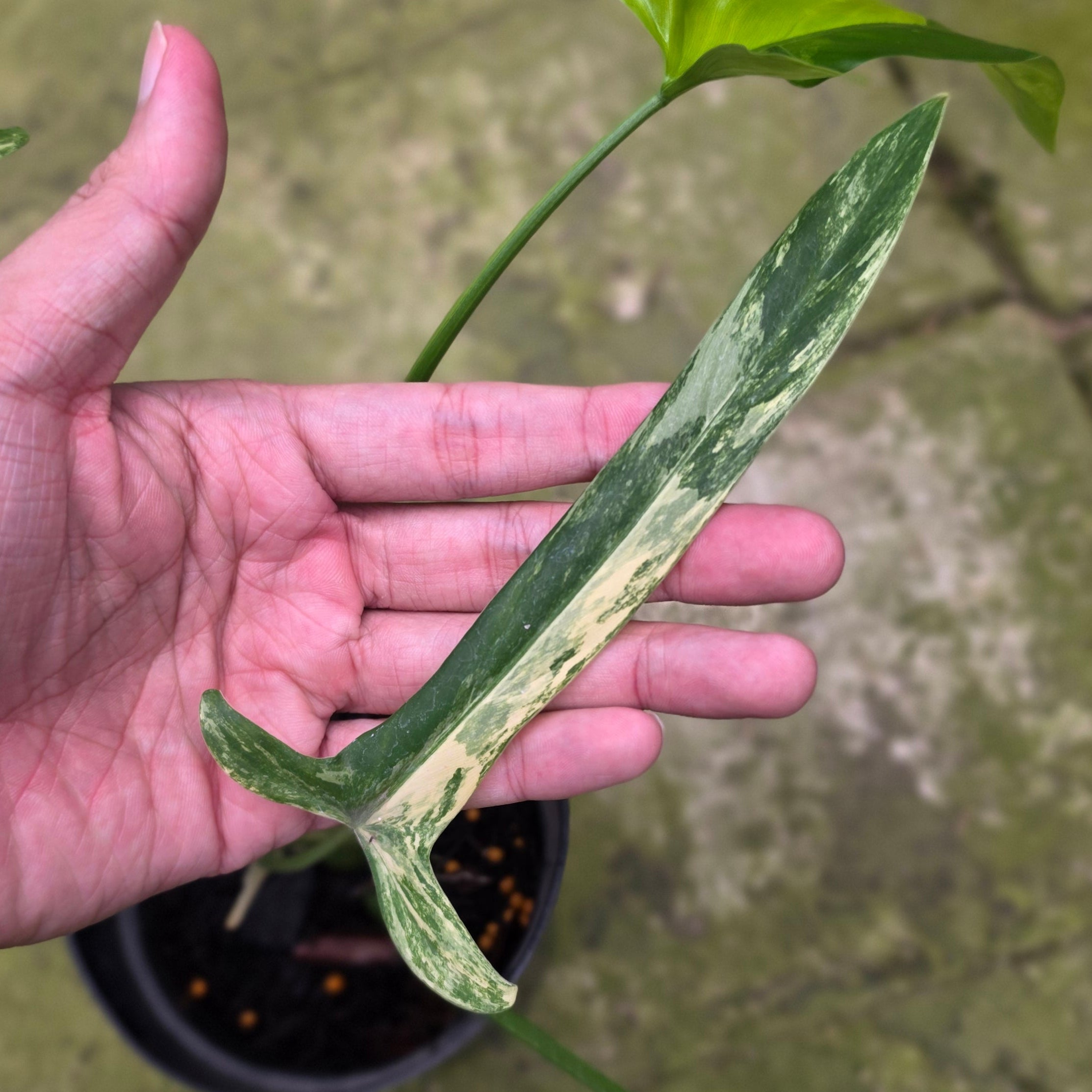Philodendron holtonianum variegated - Image 3