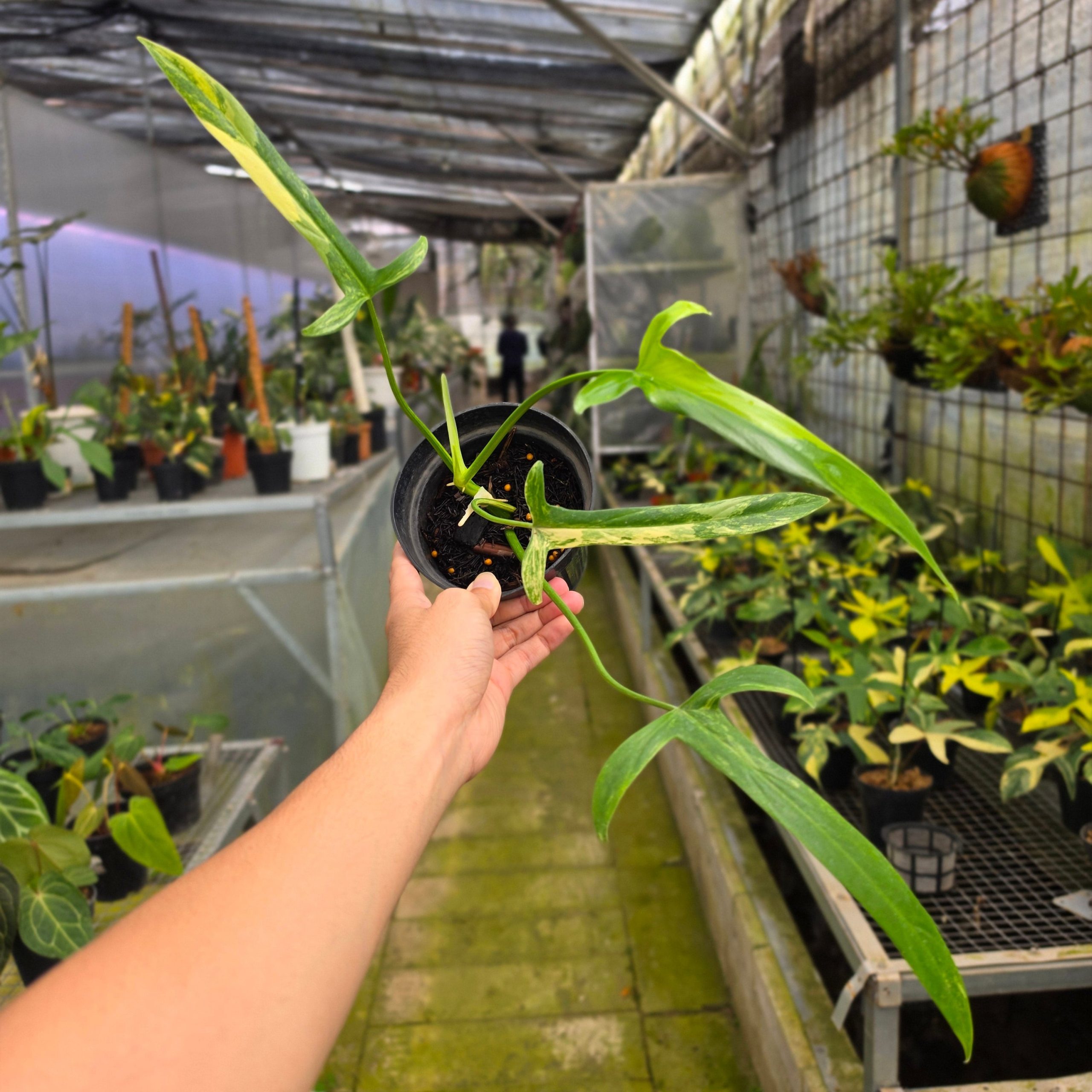 Philodendron holtonianum variegated - Image 4
