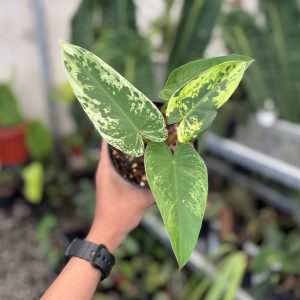 Philodendron ilsemanii variegated