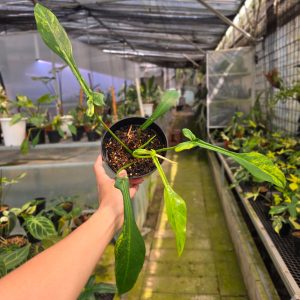 Philodendron joepii variegated