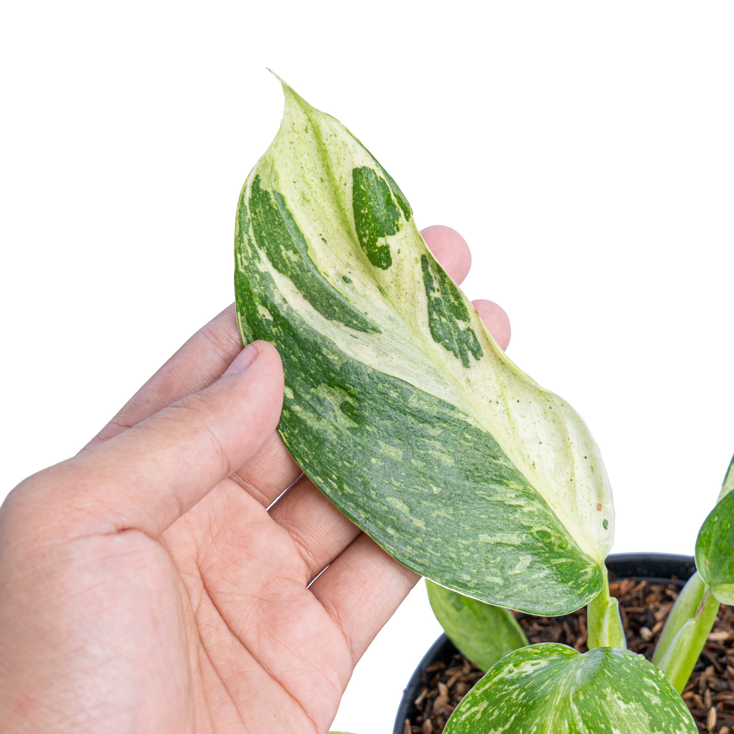 Philodendron Jose Buono - Image 2