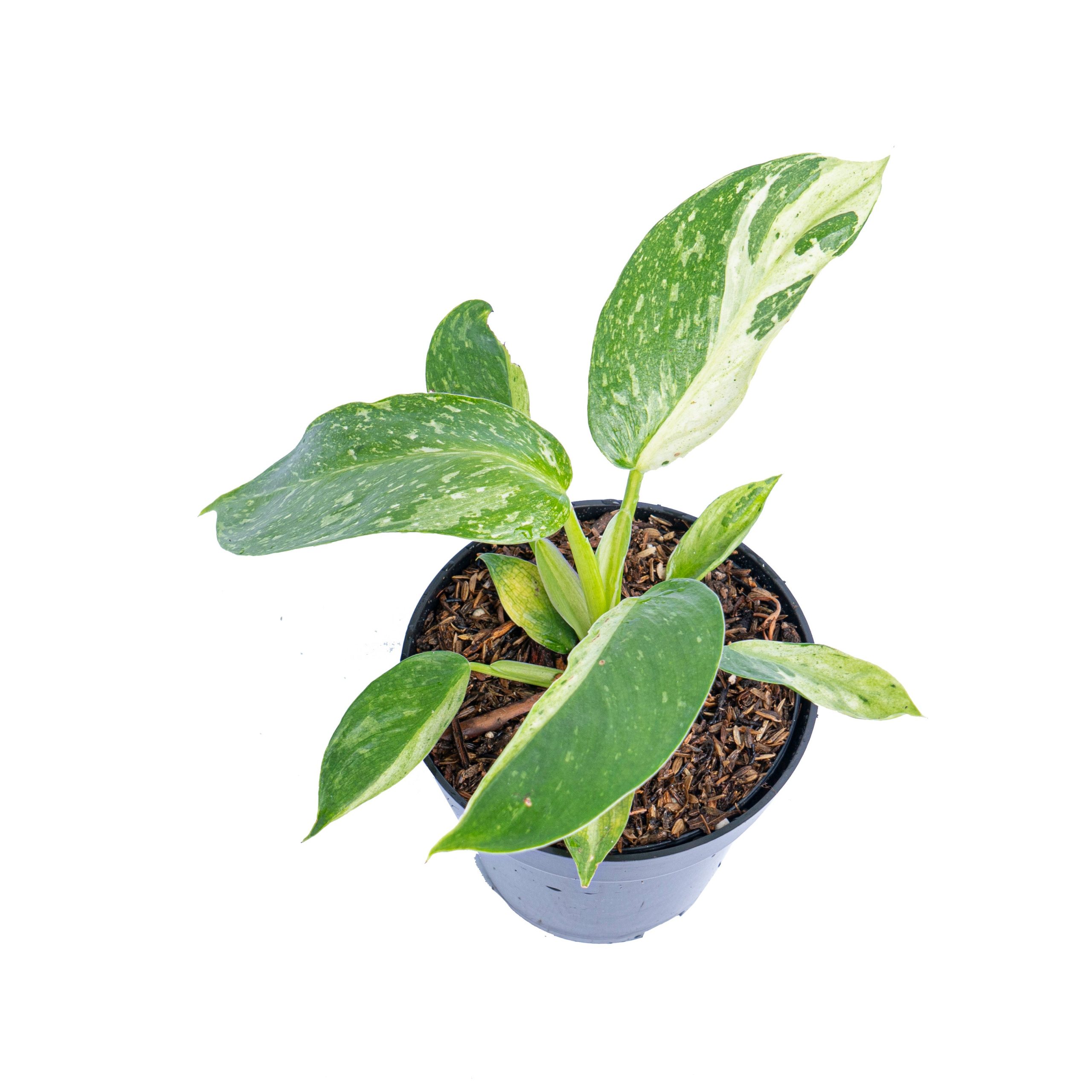 Philodendron Jose Buono - Image 3