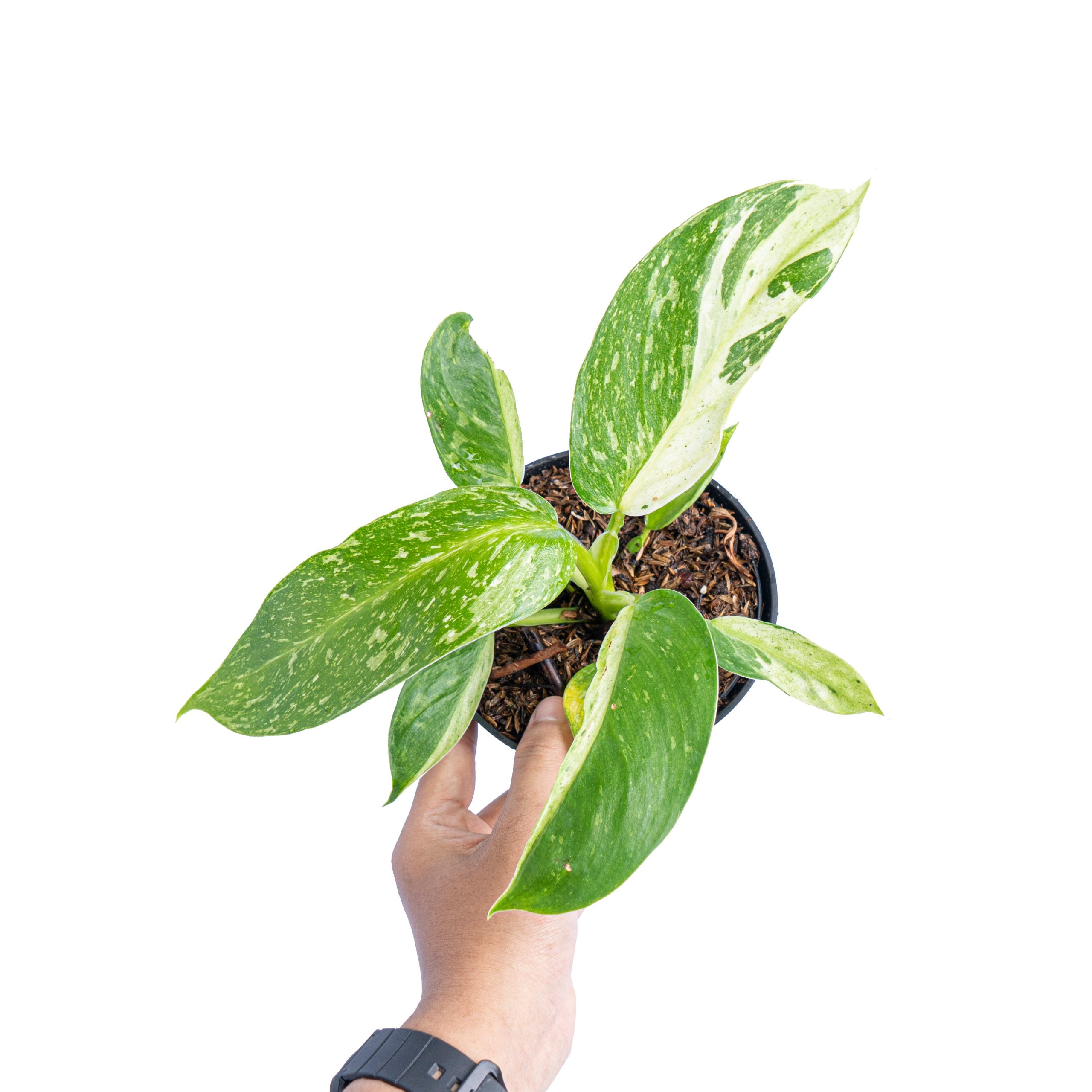 Philodendron Jose Buono - Image 4