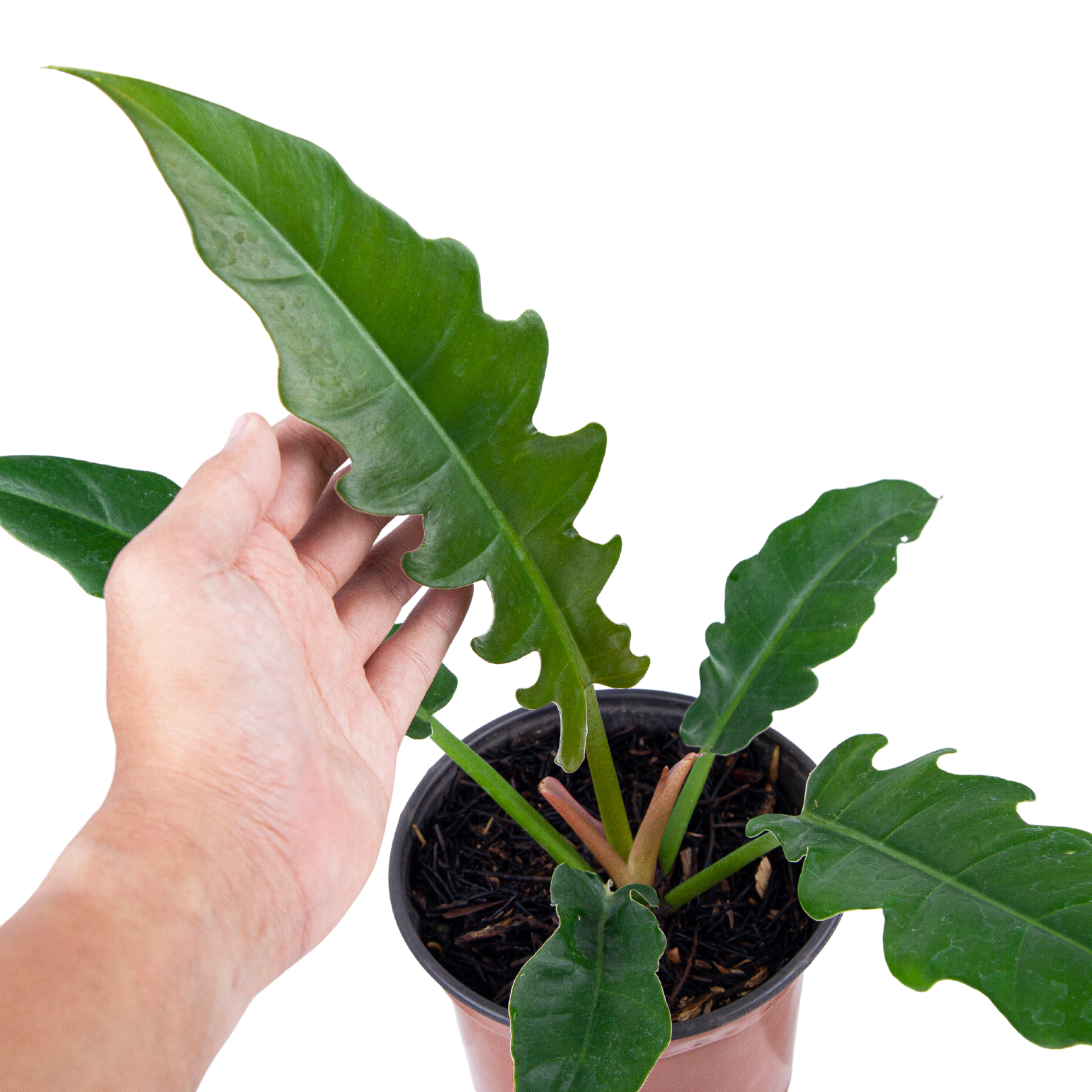 Philodendron Jungle Boogie - Image 2