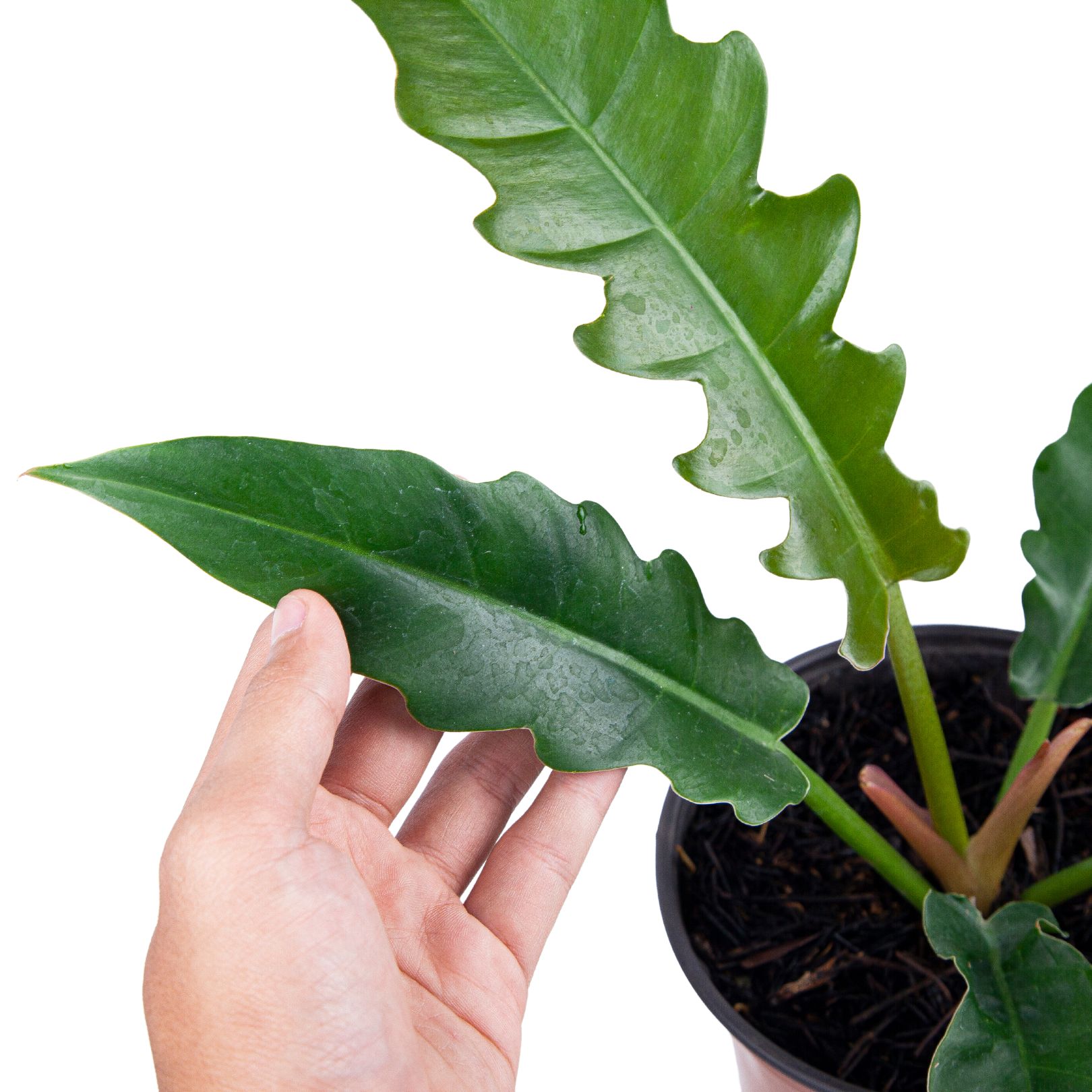 Philodendron Jungle Boogie - Image 3
