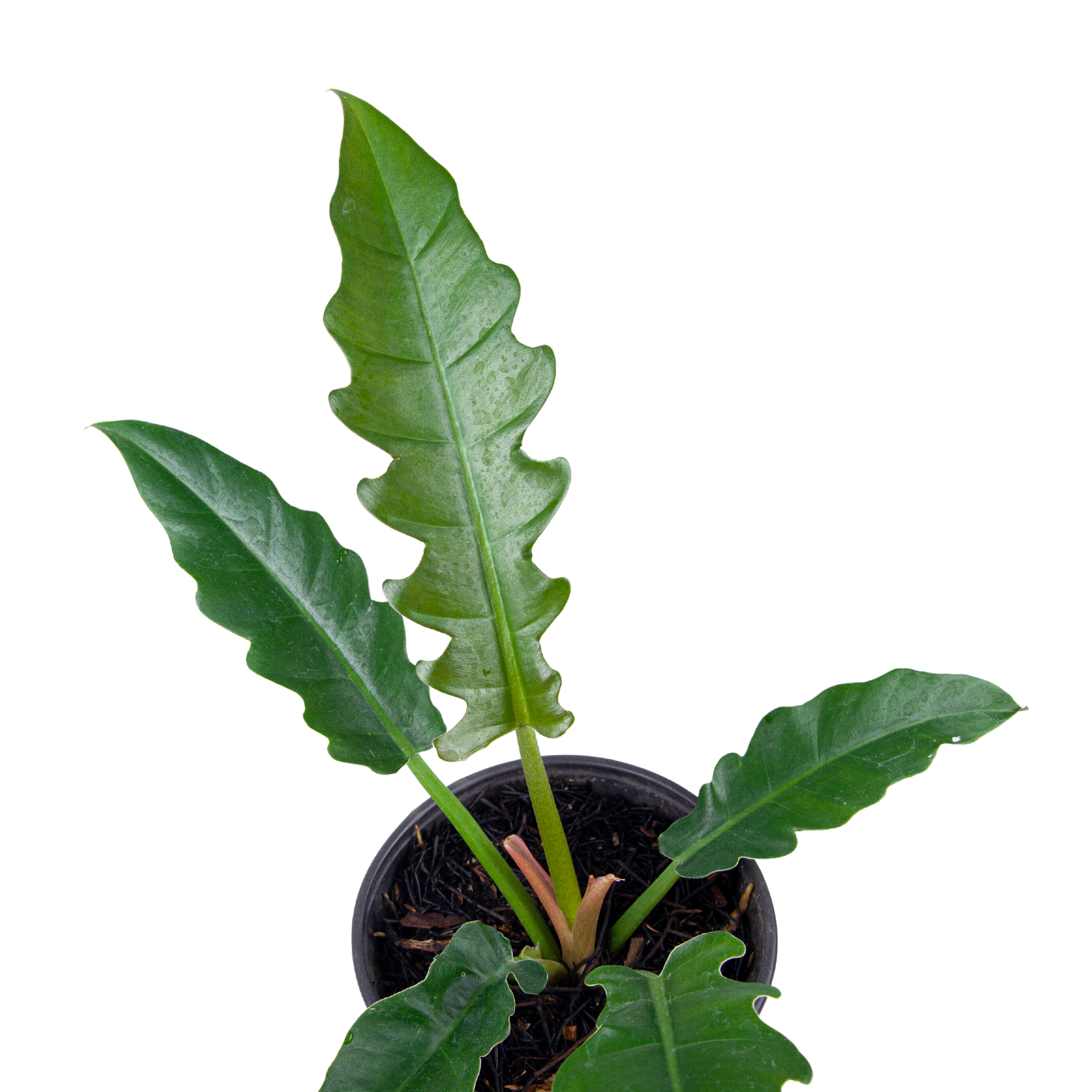 Philodendron Jungle Boogie - Image 4