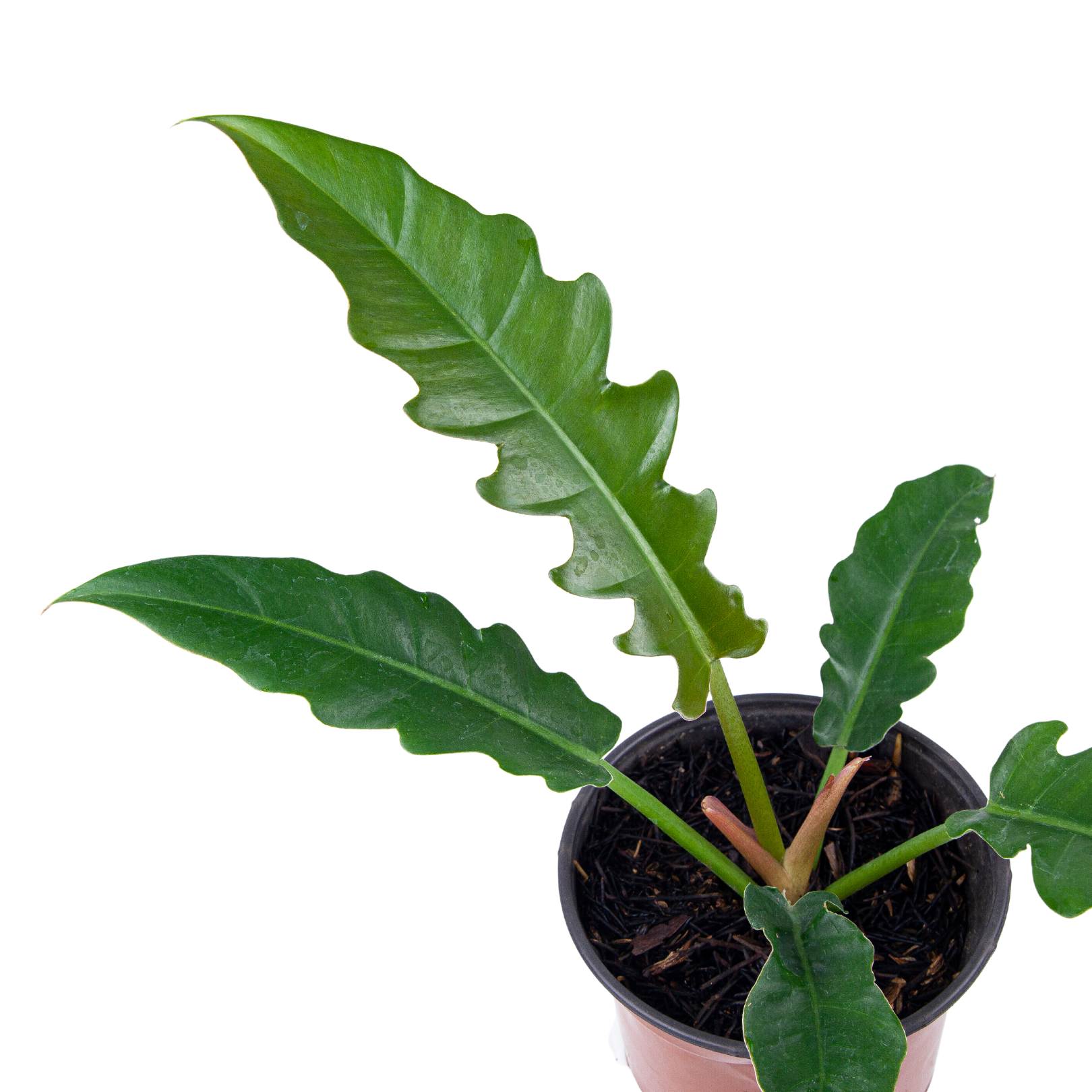 Philodendron Jungle Boogie - Image 5