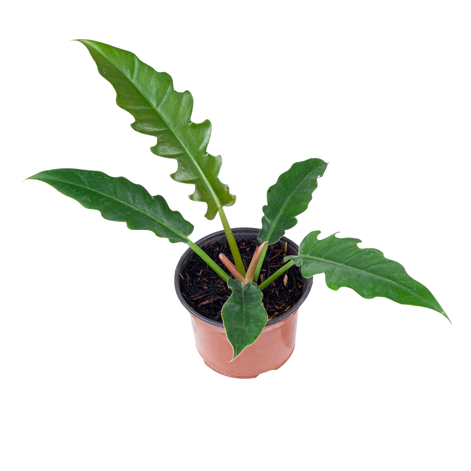 Philodendron Jungle Boogie - Image 6