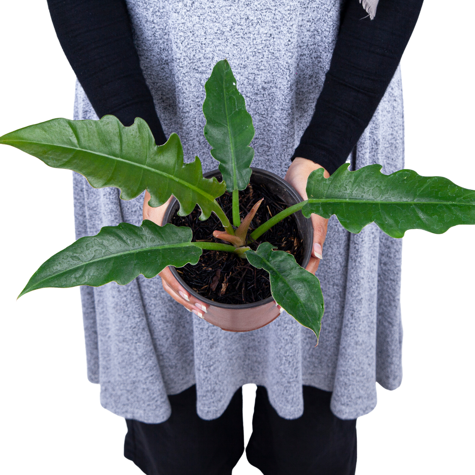 Philodendron Jungle Boogie - Image 7