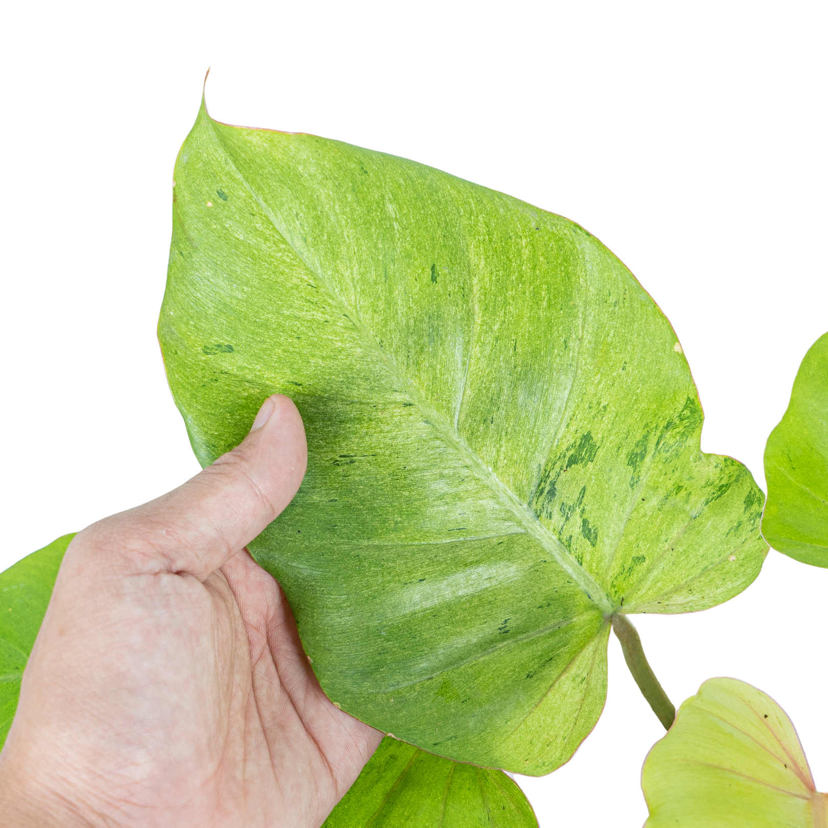 Philodendron Jungle fever variegated - Image 2