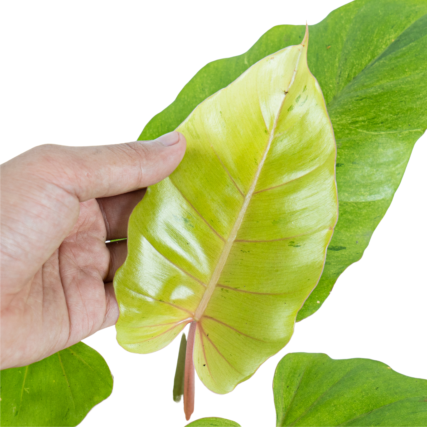Philodendron Jungle fever variegated - Image 3