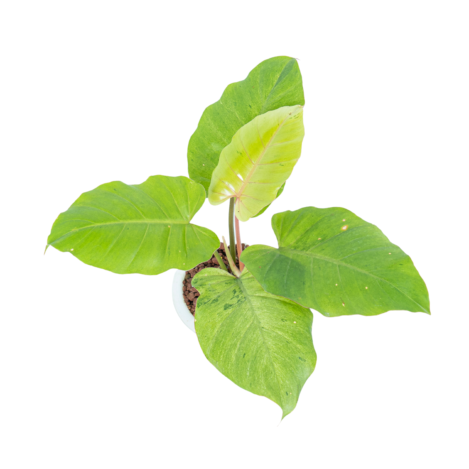 Philodendron Jungle fever variegated - Image 4