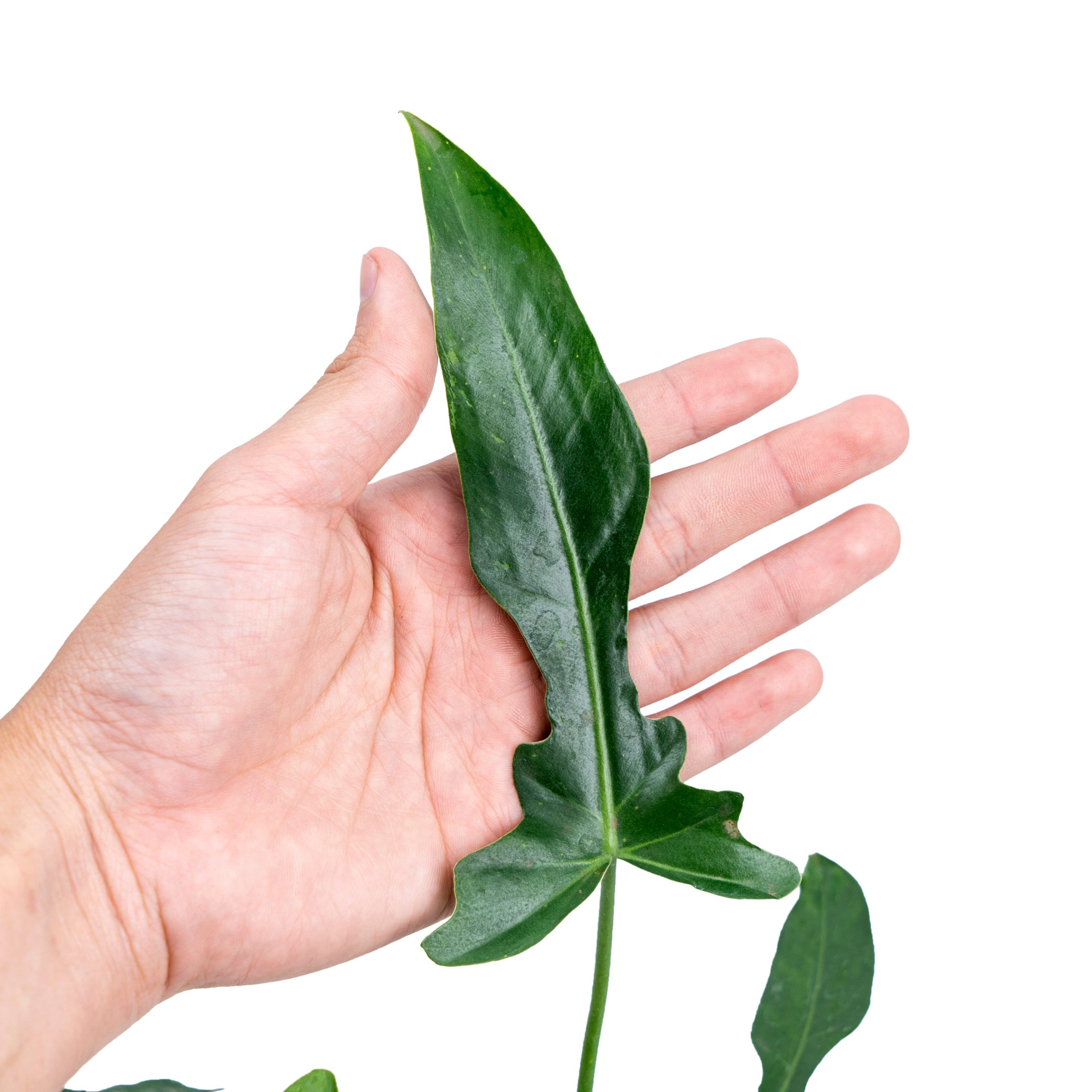 Philodendron Longilobatum - Image 2