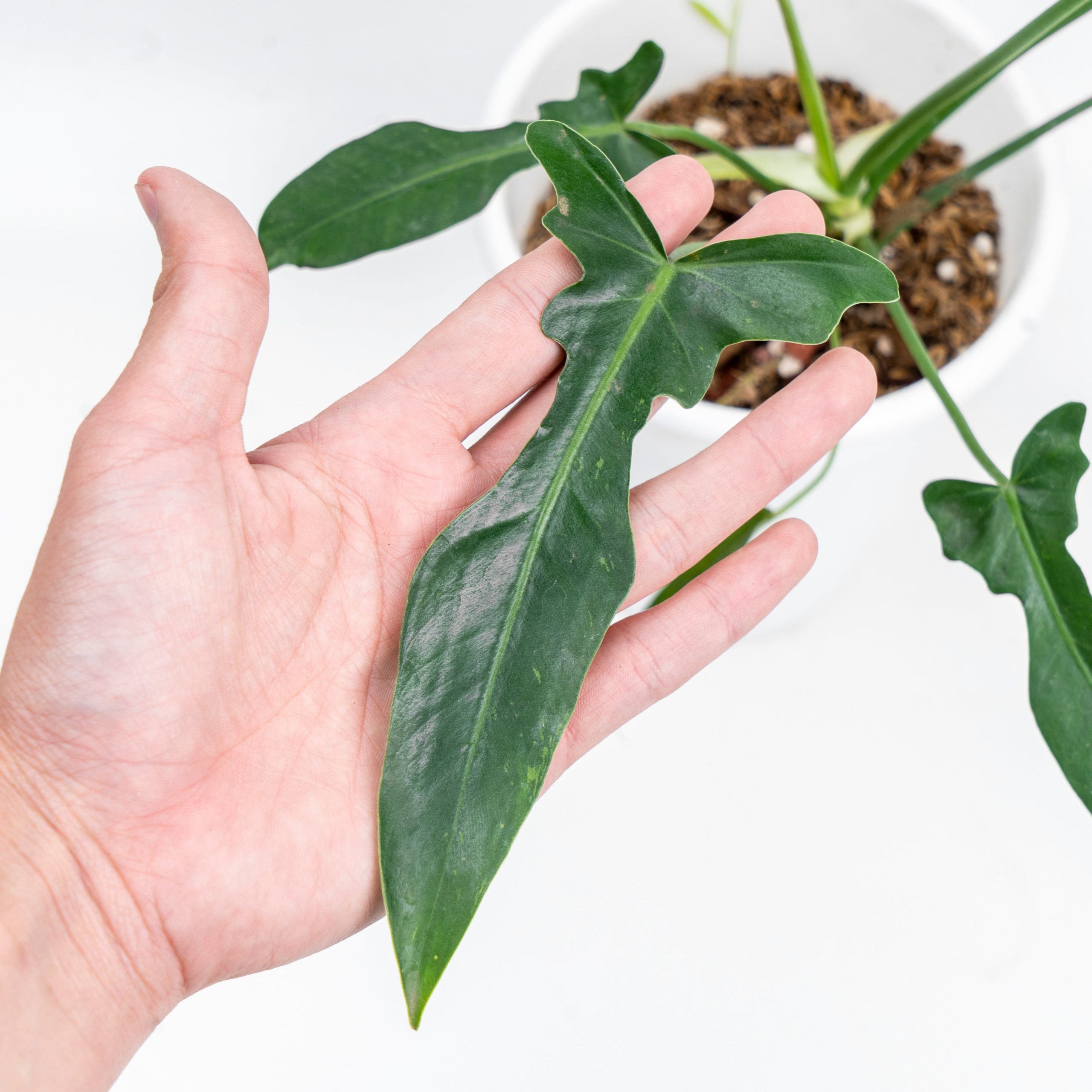 Philodendron Longilobatum - Image 3