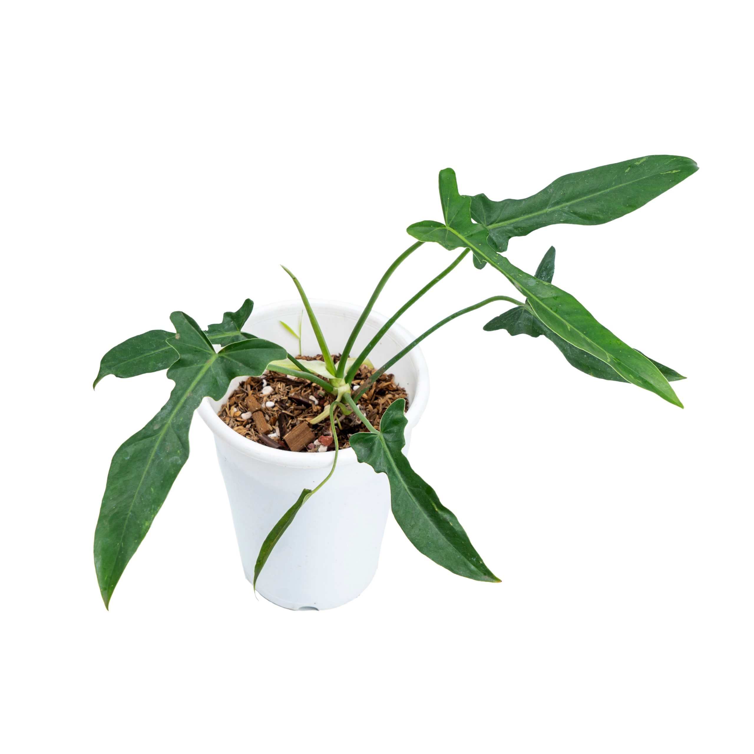 Philodendron Longilobatum - Image 4