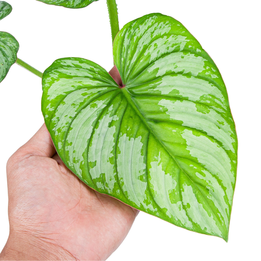 Philodendron Mamei (Silver Cloud) - Image 2