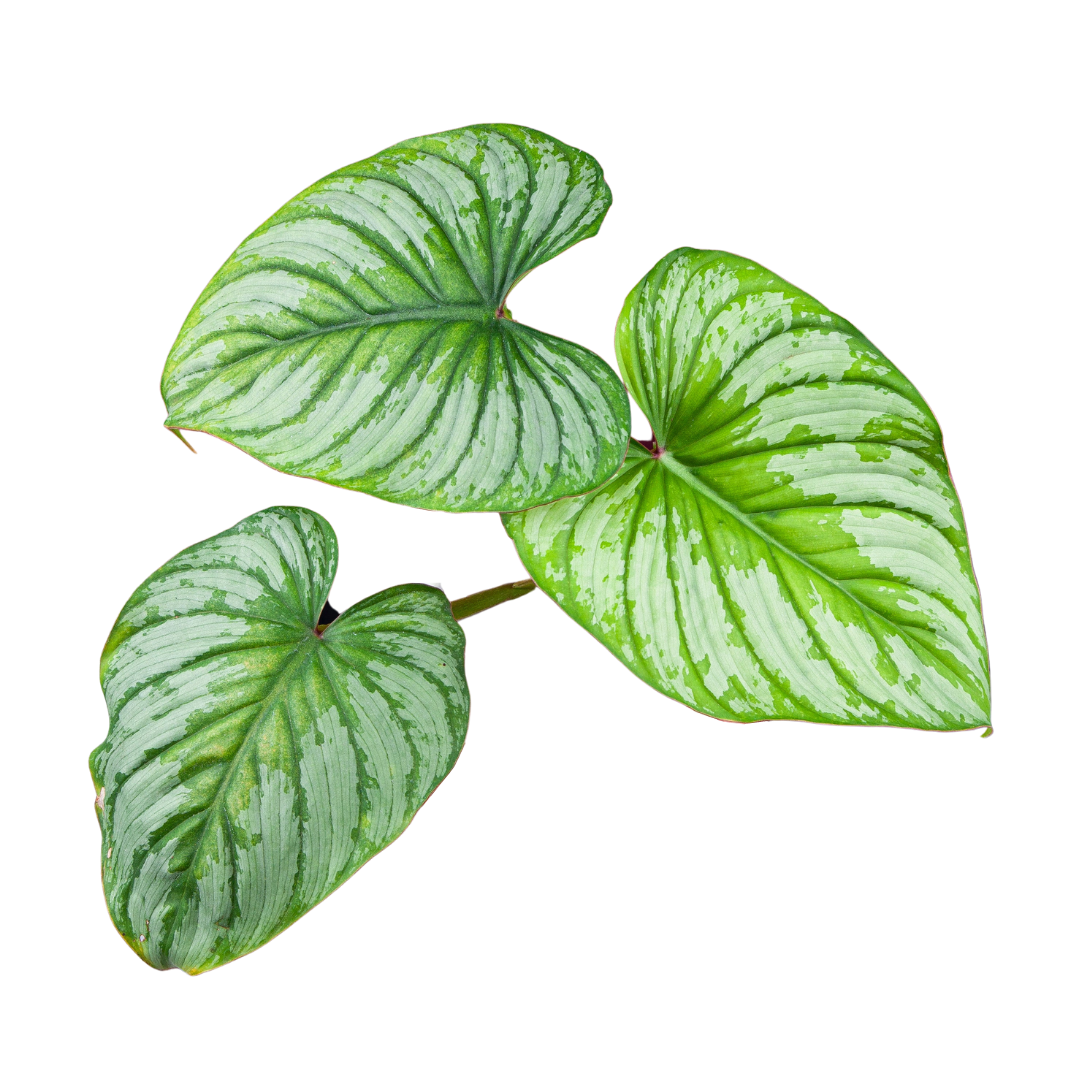 Philodendron Mamei (Silver Cloud) - Image 3