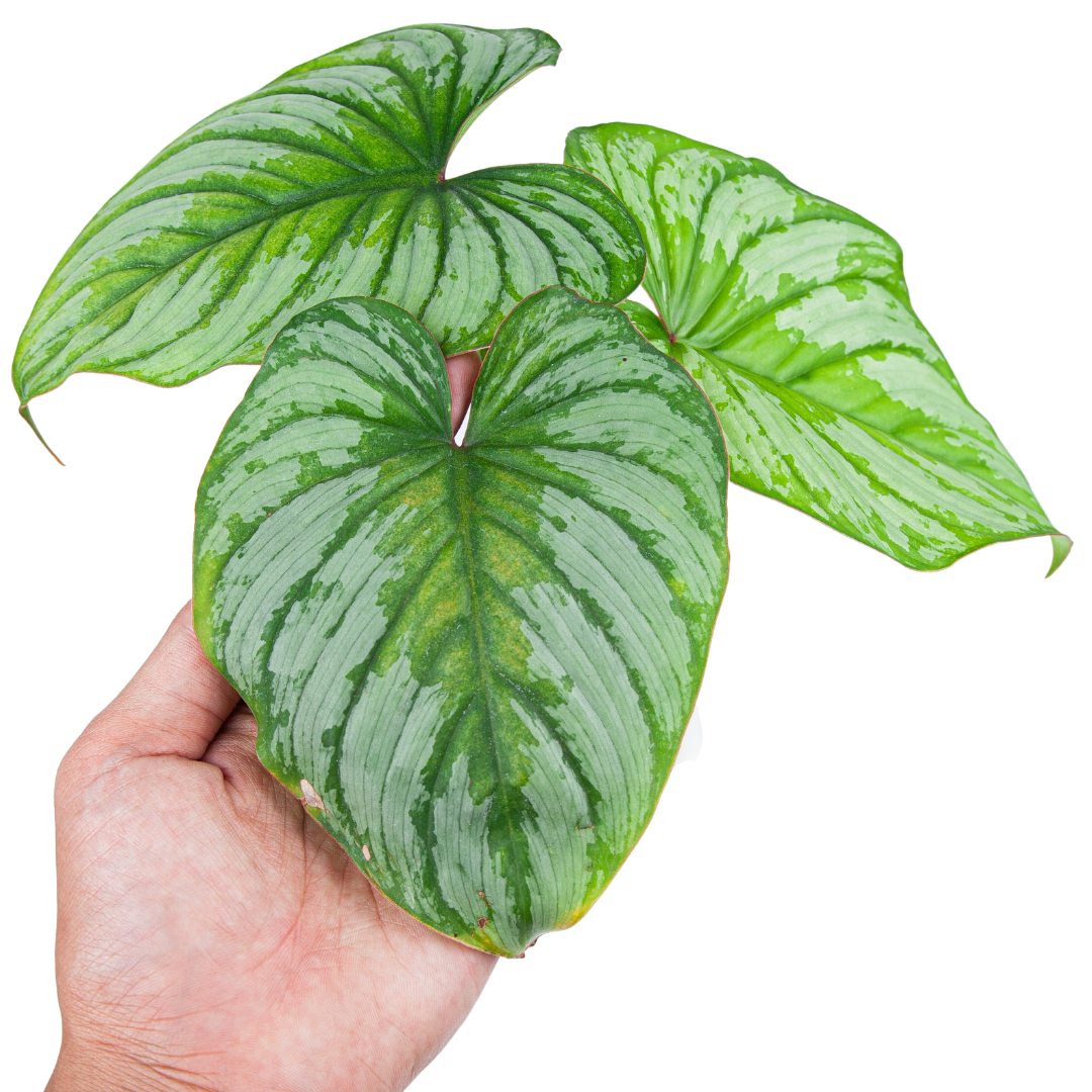 Philodendron Mamei (Silver Cloud) - Image 4