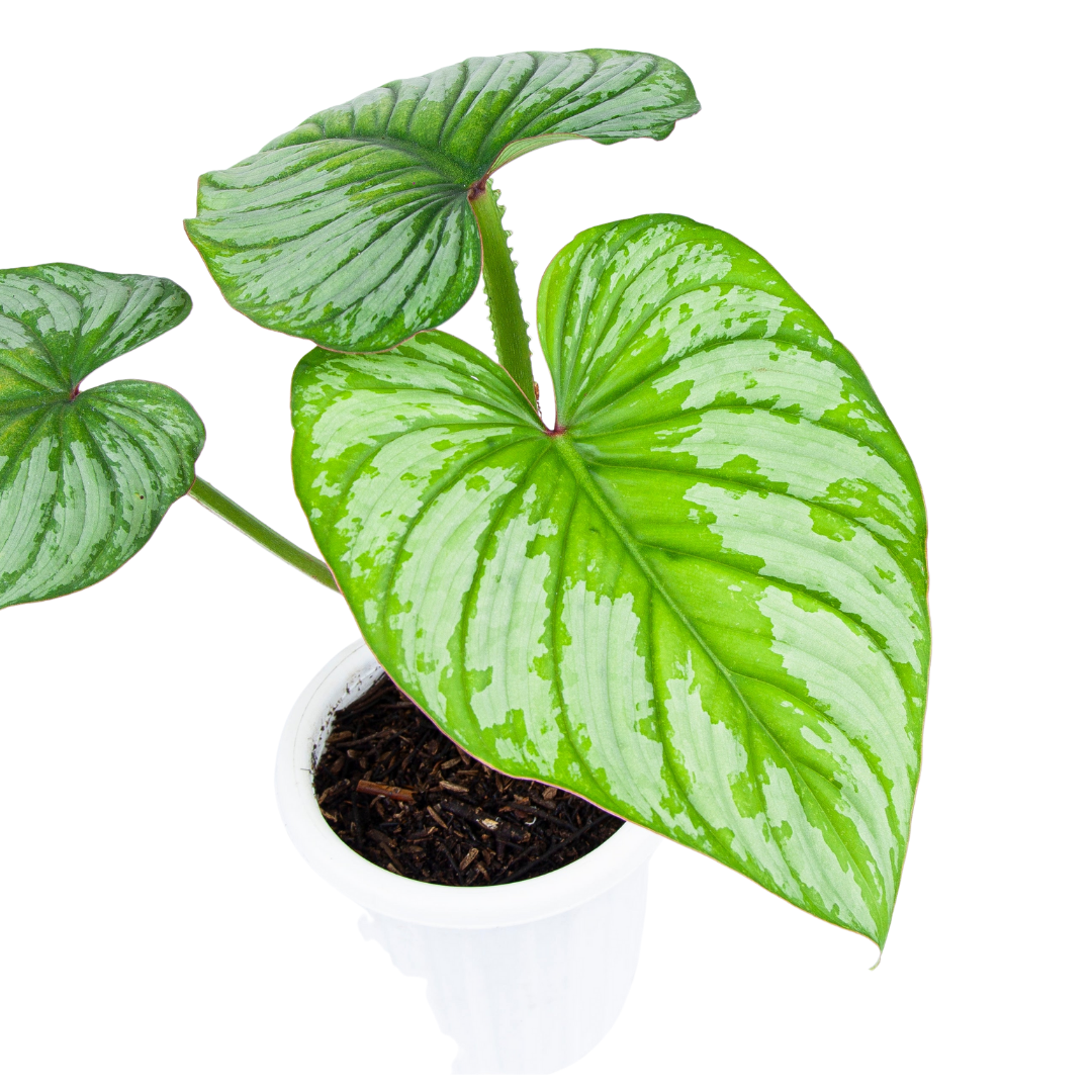 Philodendron Mamei (Silver Cloud) - Image 5