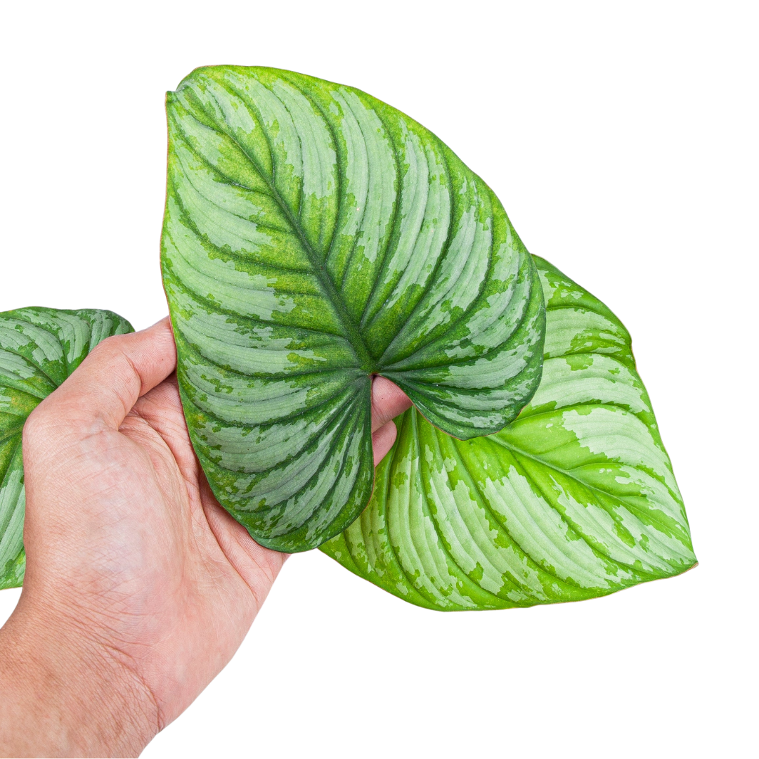Philodendron Mamei (Silver Cloud) - Image 6