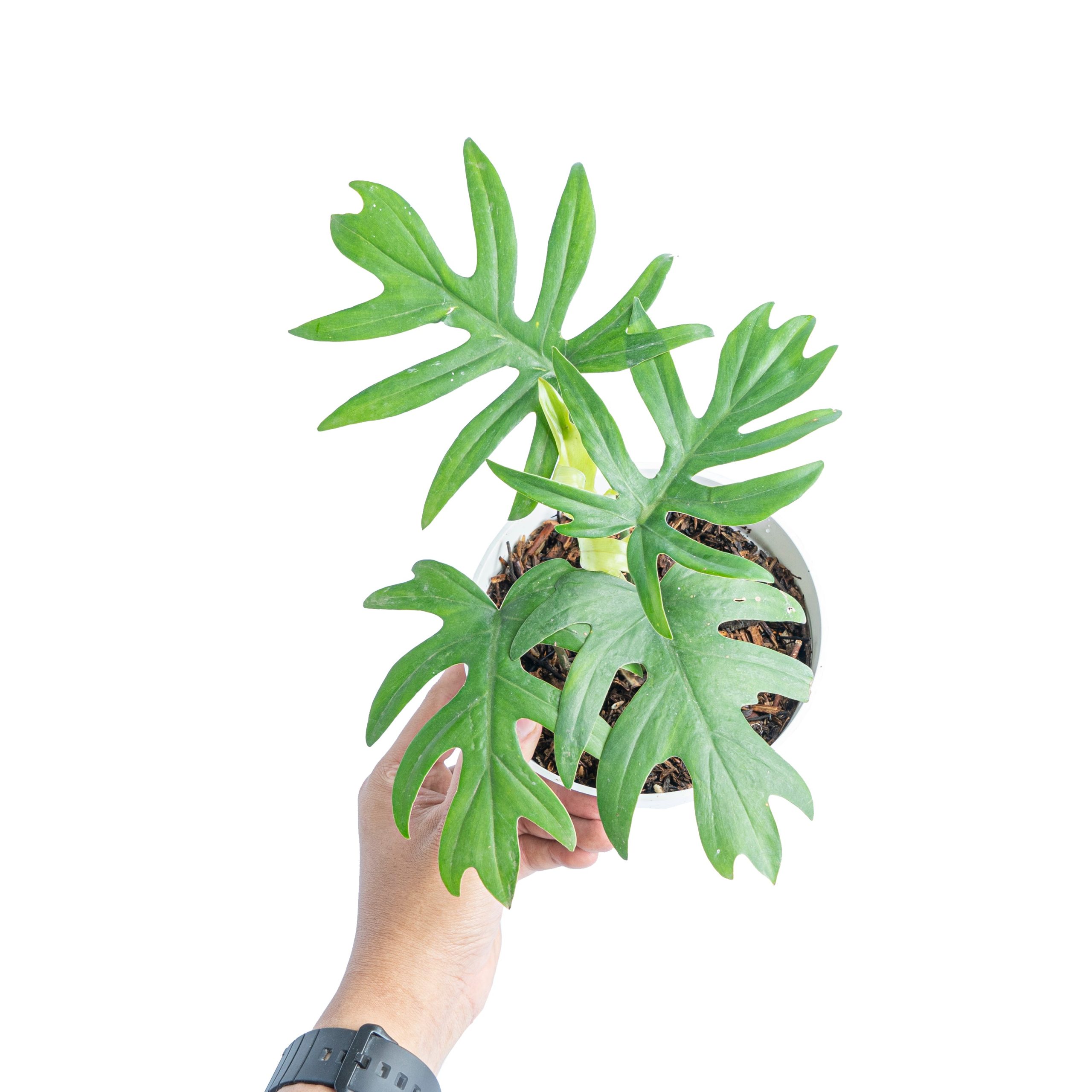 Philodendron Mayoi