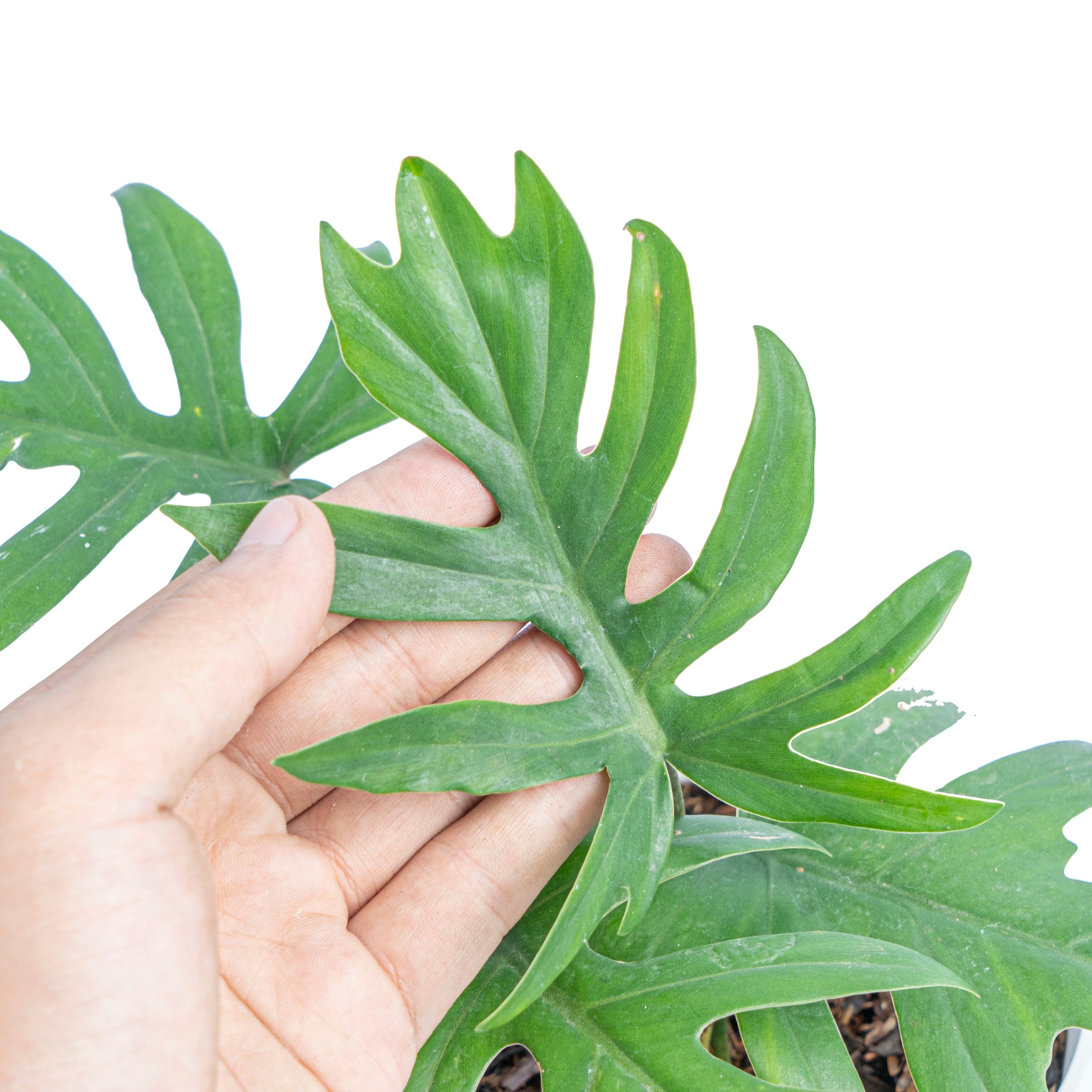 Philodendron Mayoi - Image 2