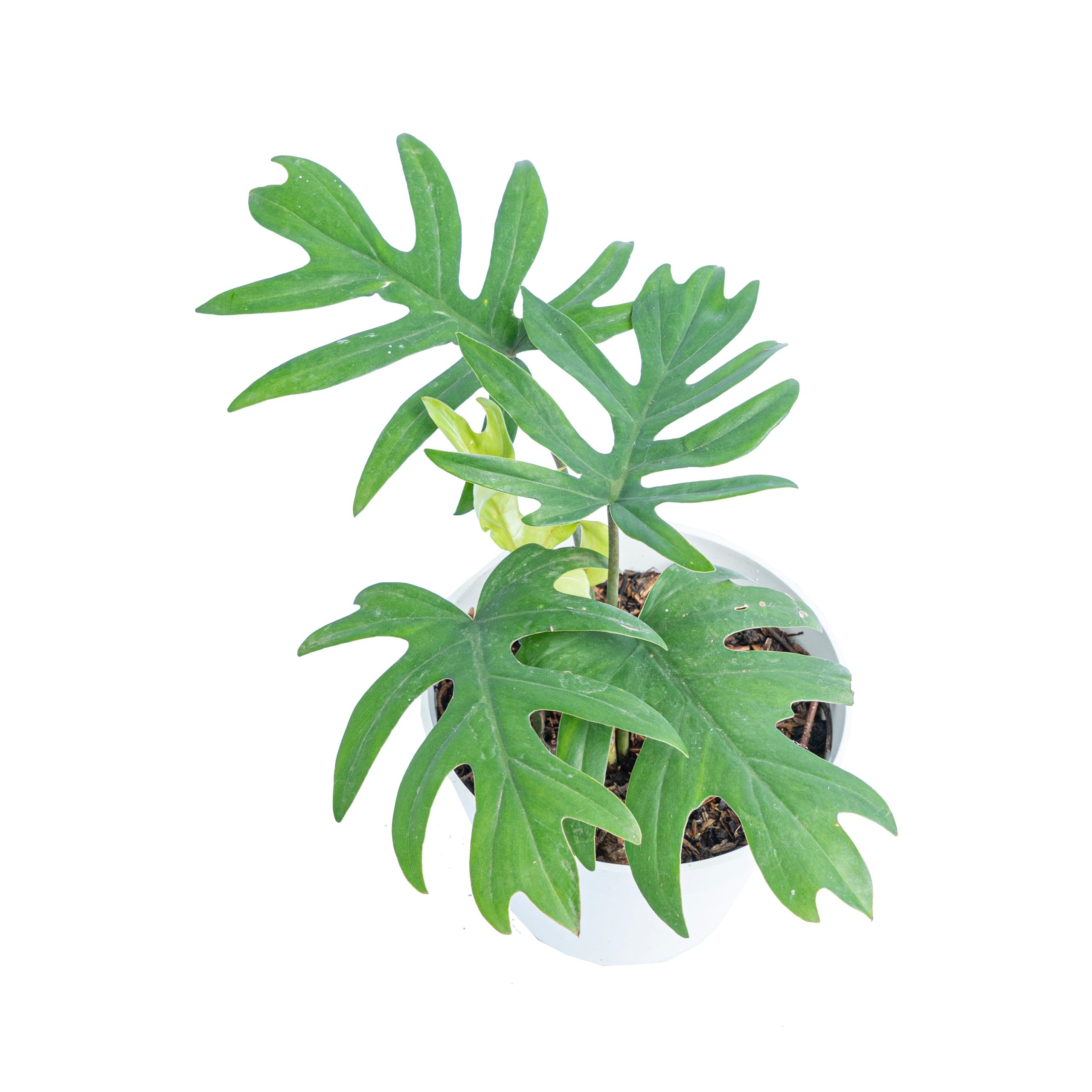 Philodendron Mayoi - Image 3