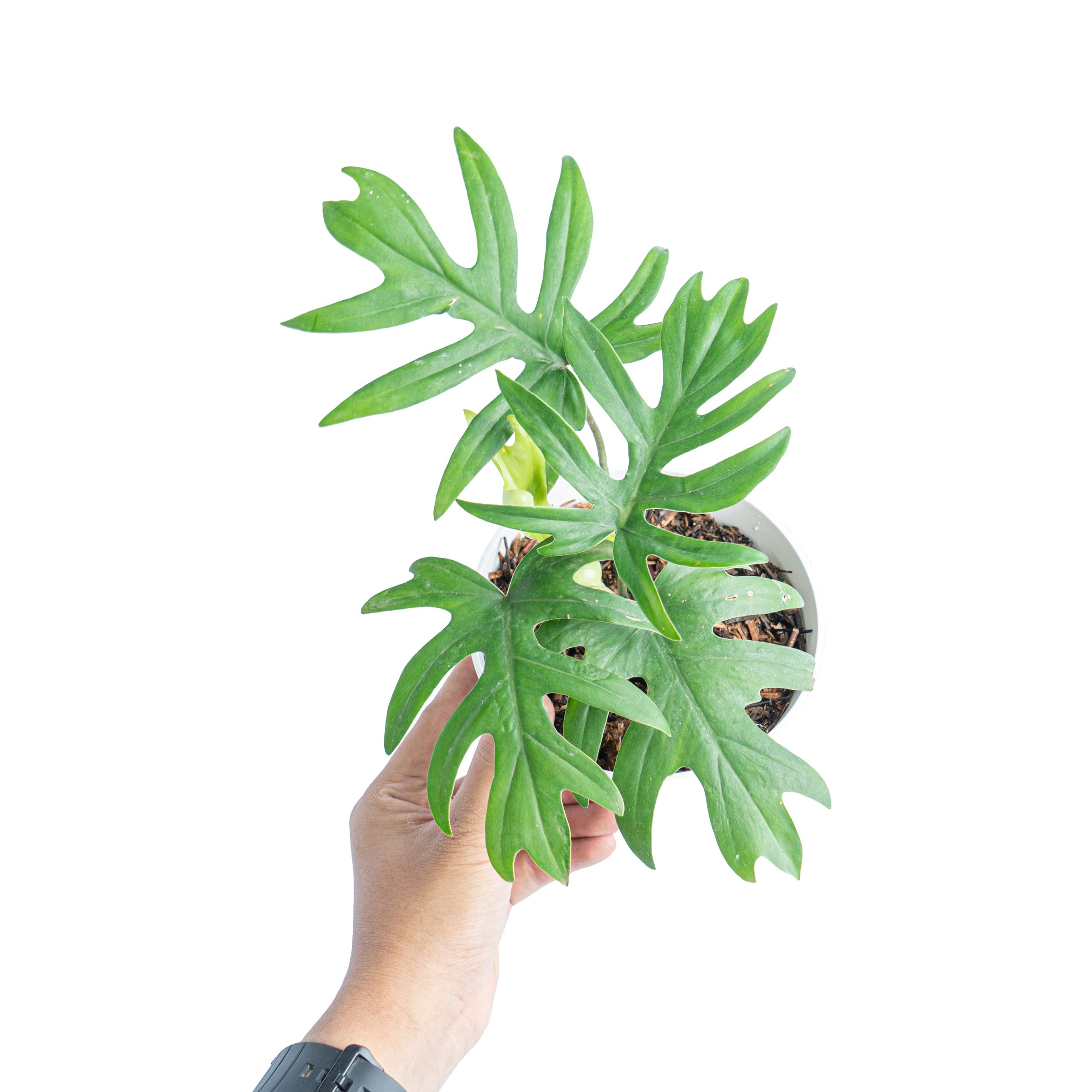 Philodendron Mayoi - Image 4