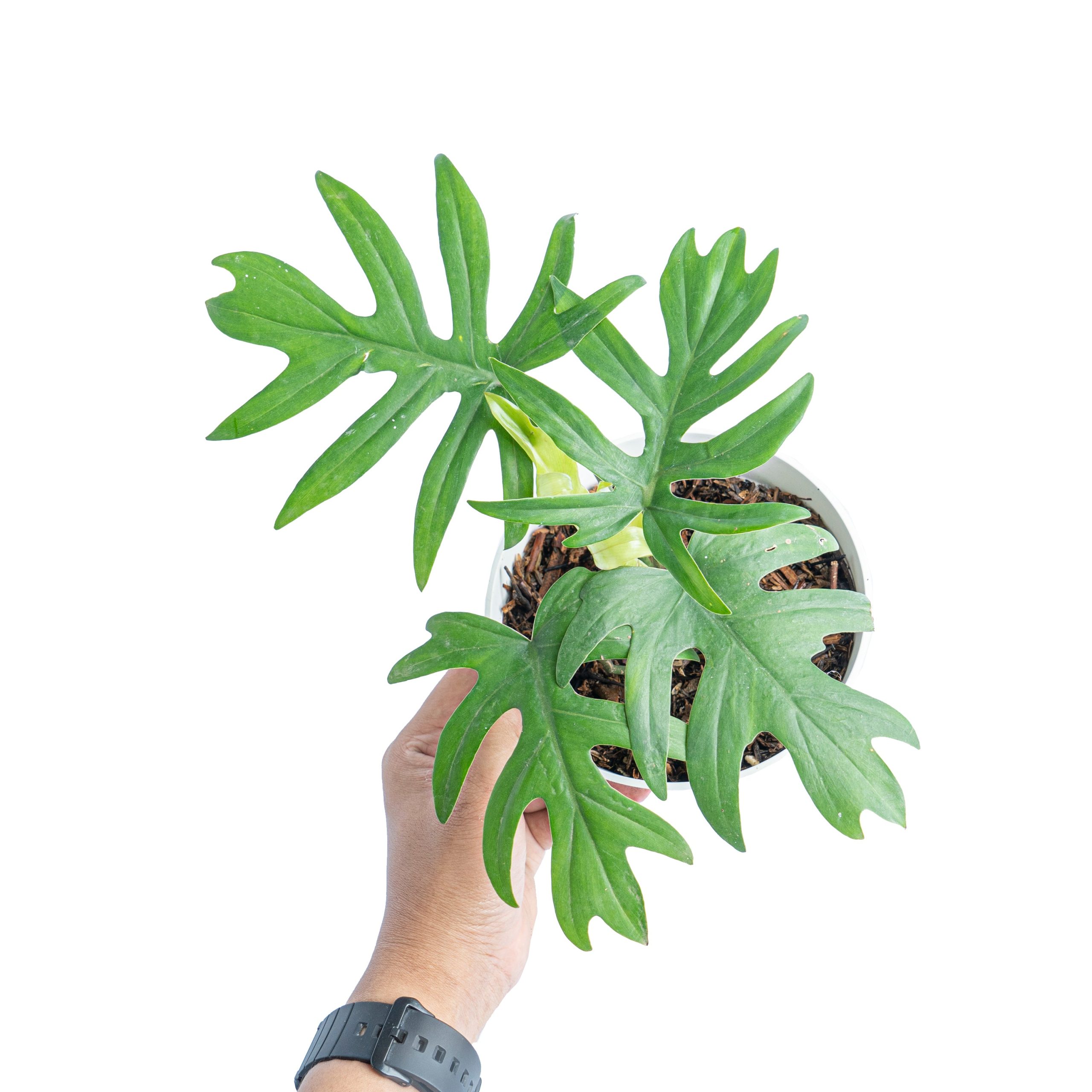 Philodendron Mayoi - Image 5