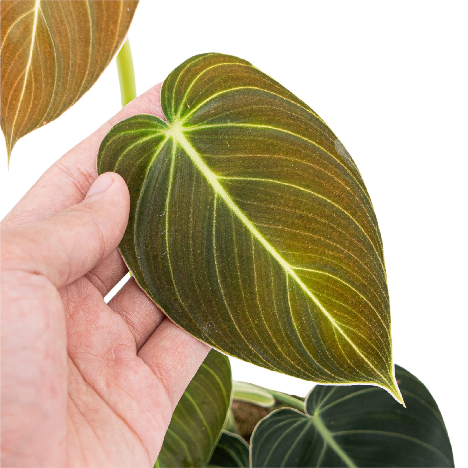 Philodendron Melanochrysum - Image 2
